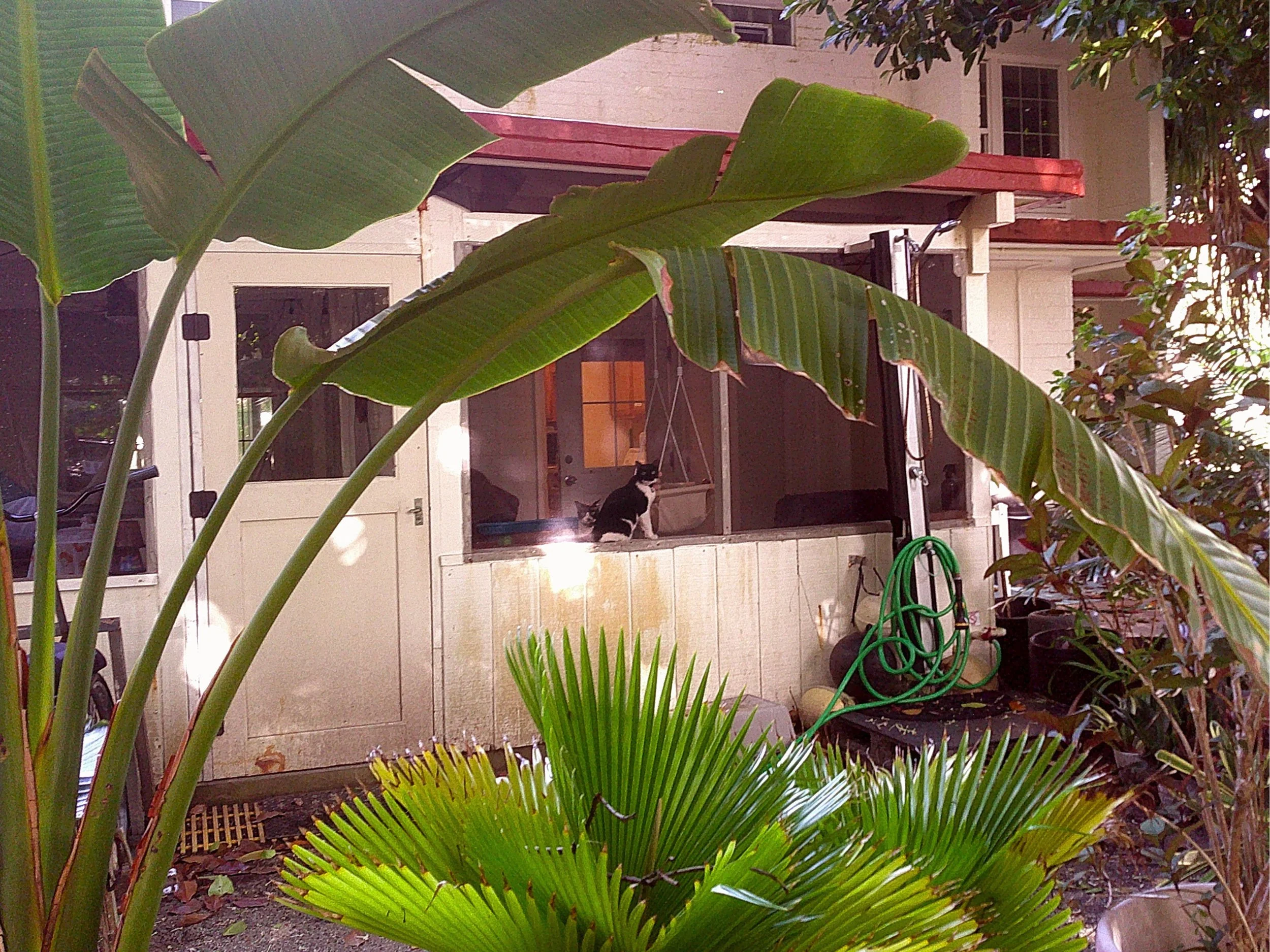 Cats in the Window.jpeg