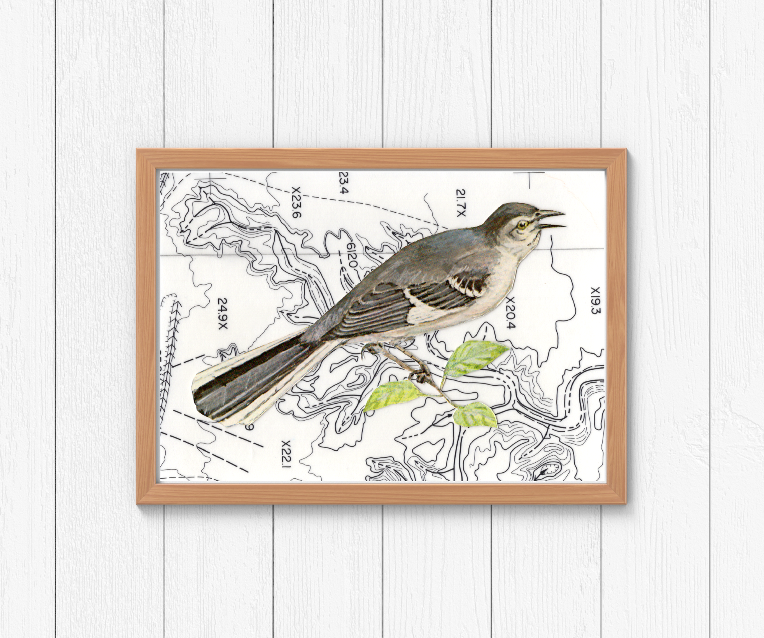 Topo Chaco Mockingbird