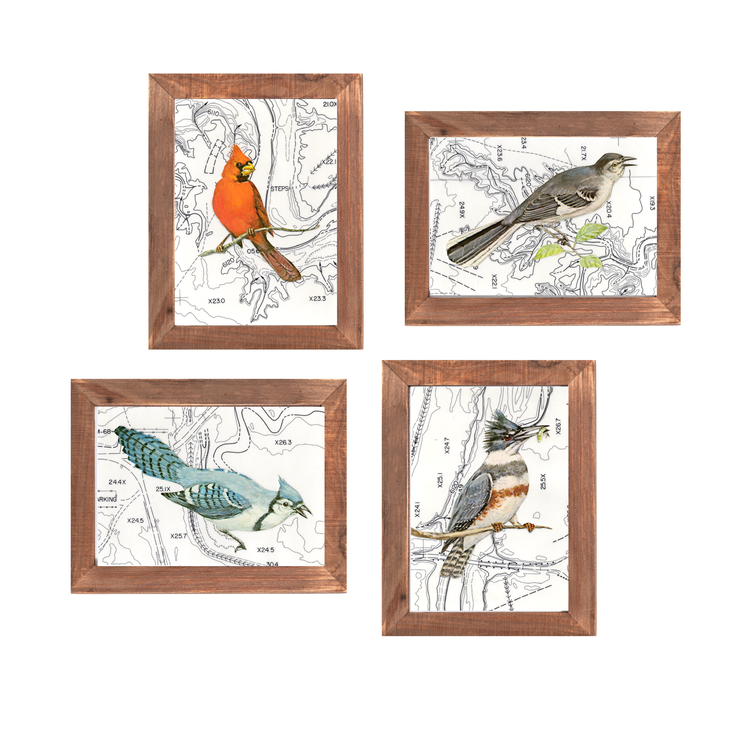 Birds with Topographical Map.png