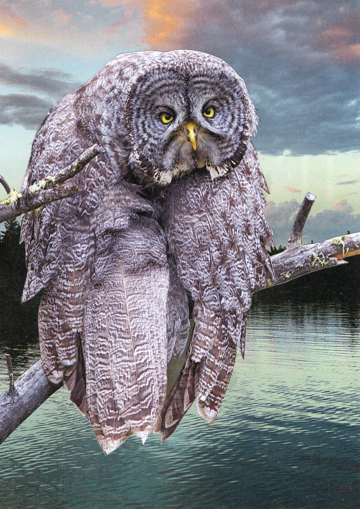 A composite image of an owl's head and wings merged with a landscape scene of water, sky, and trees.