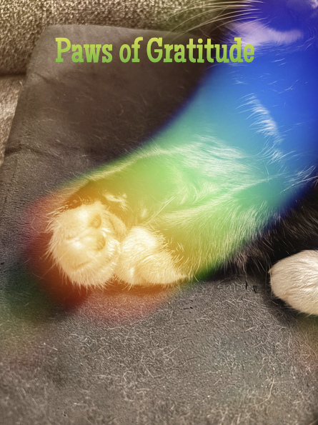Paws of Gratitude trl.png
