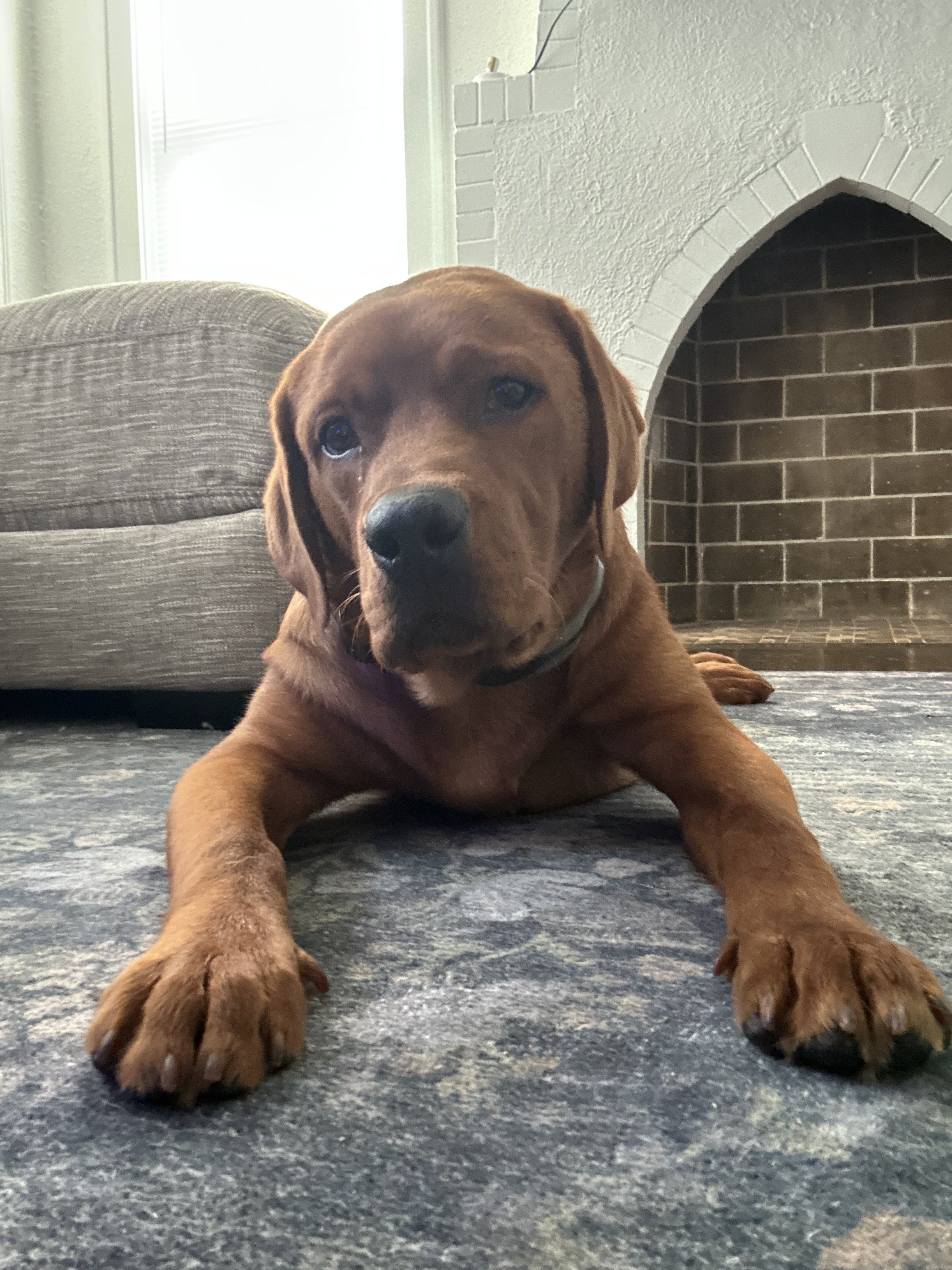 Reggie the dog lying on the living room floor, giving two paws up