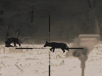 Two animals, likely dogs, running and playing in a snowy landscape with a crosshair overlay