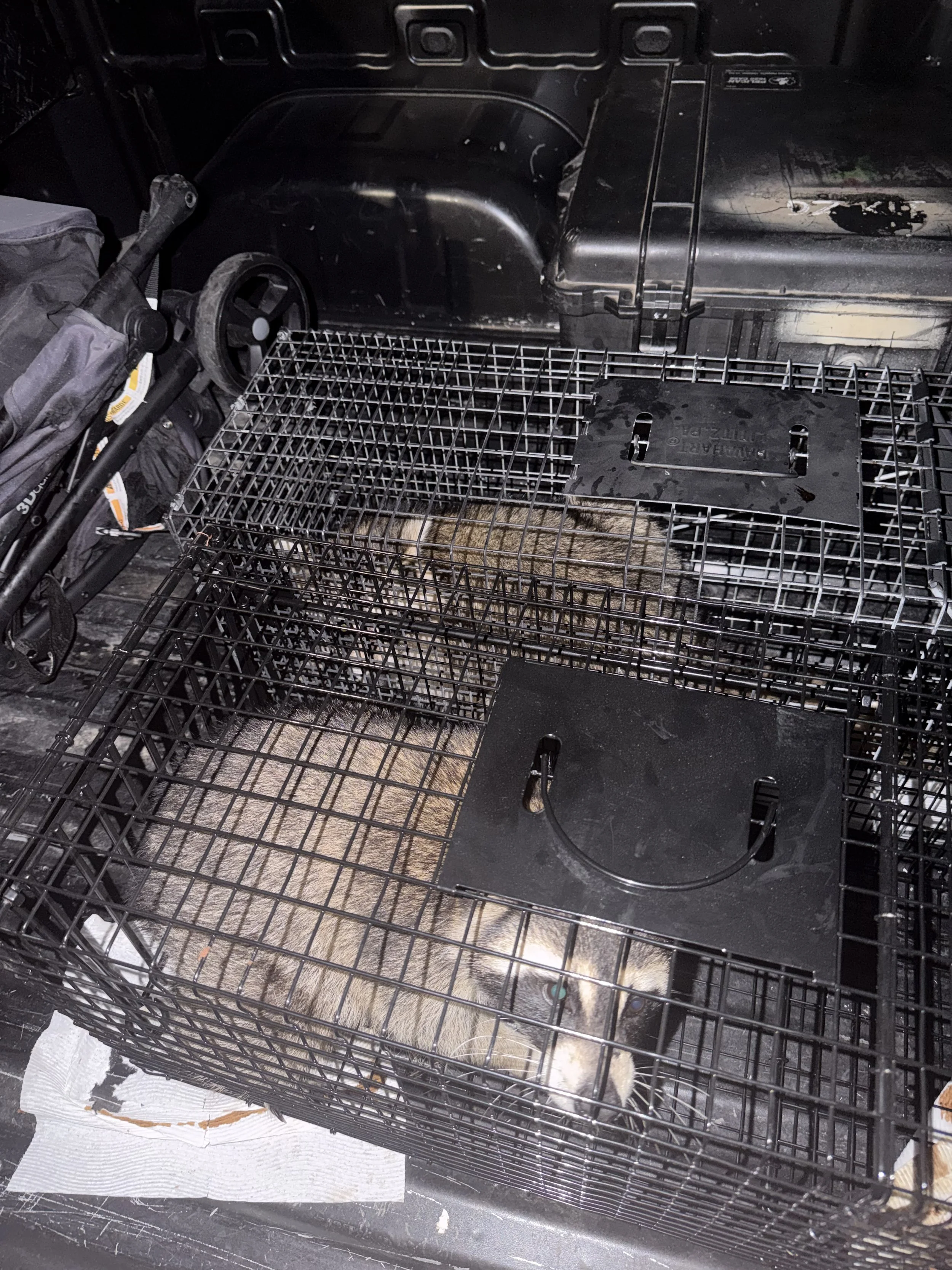 A small animal, possibly a raccoon or fox, curled up and resting inside a wire pet cage. The cage is placed on a black surface with some paper towels underneath.
