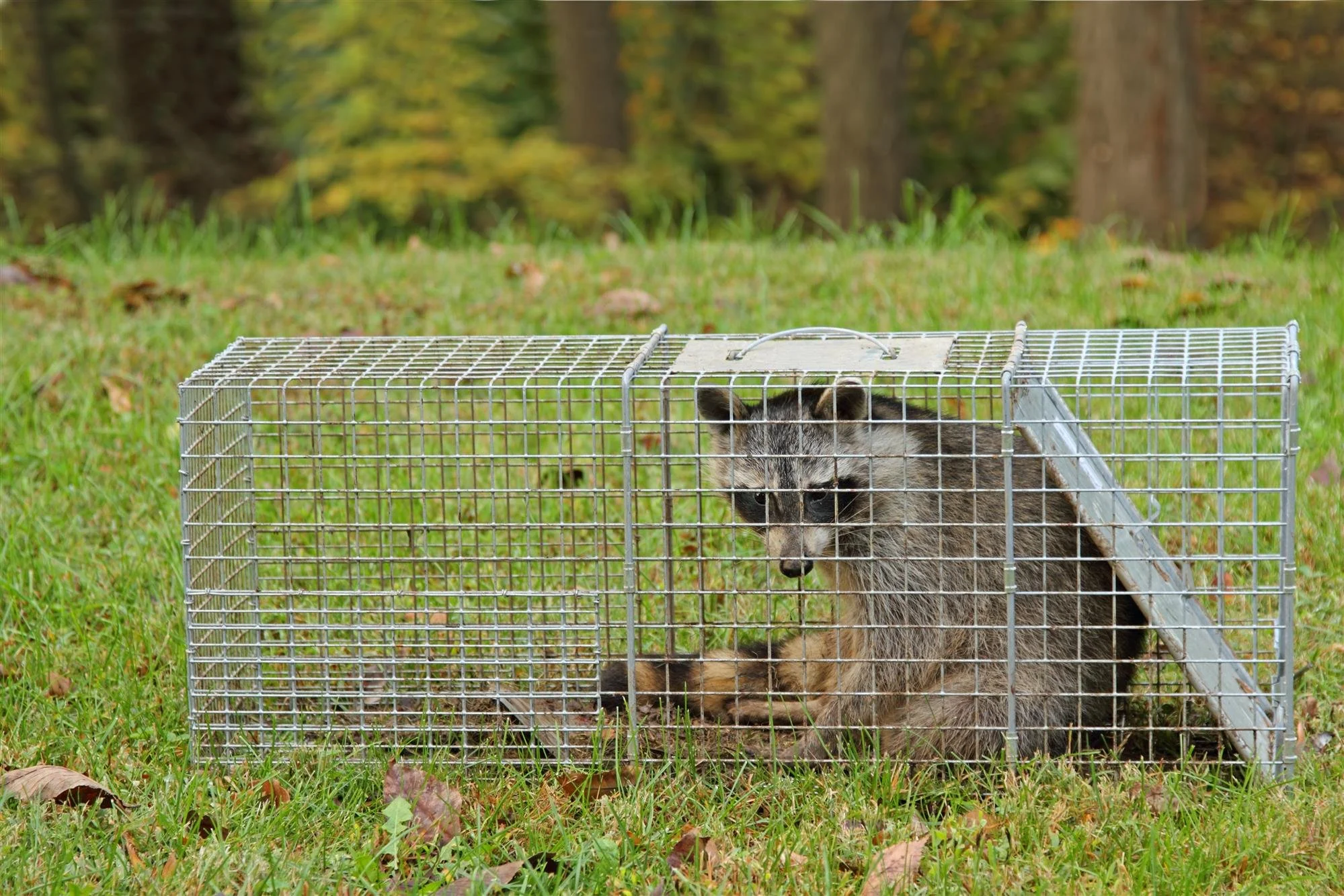 A wolf pup in a metal cage on a grassy outdoor area during daytime, with trees and fall foliage in the background.