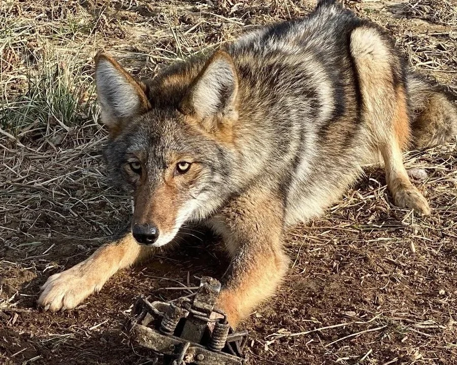 A wild coyote lying on the ground with one paw on a trap, gazing intently at the camera.