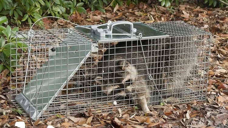 A trap with a leaning raccoon inside, situated on leaf-covered ground with green bushes in the background.