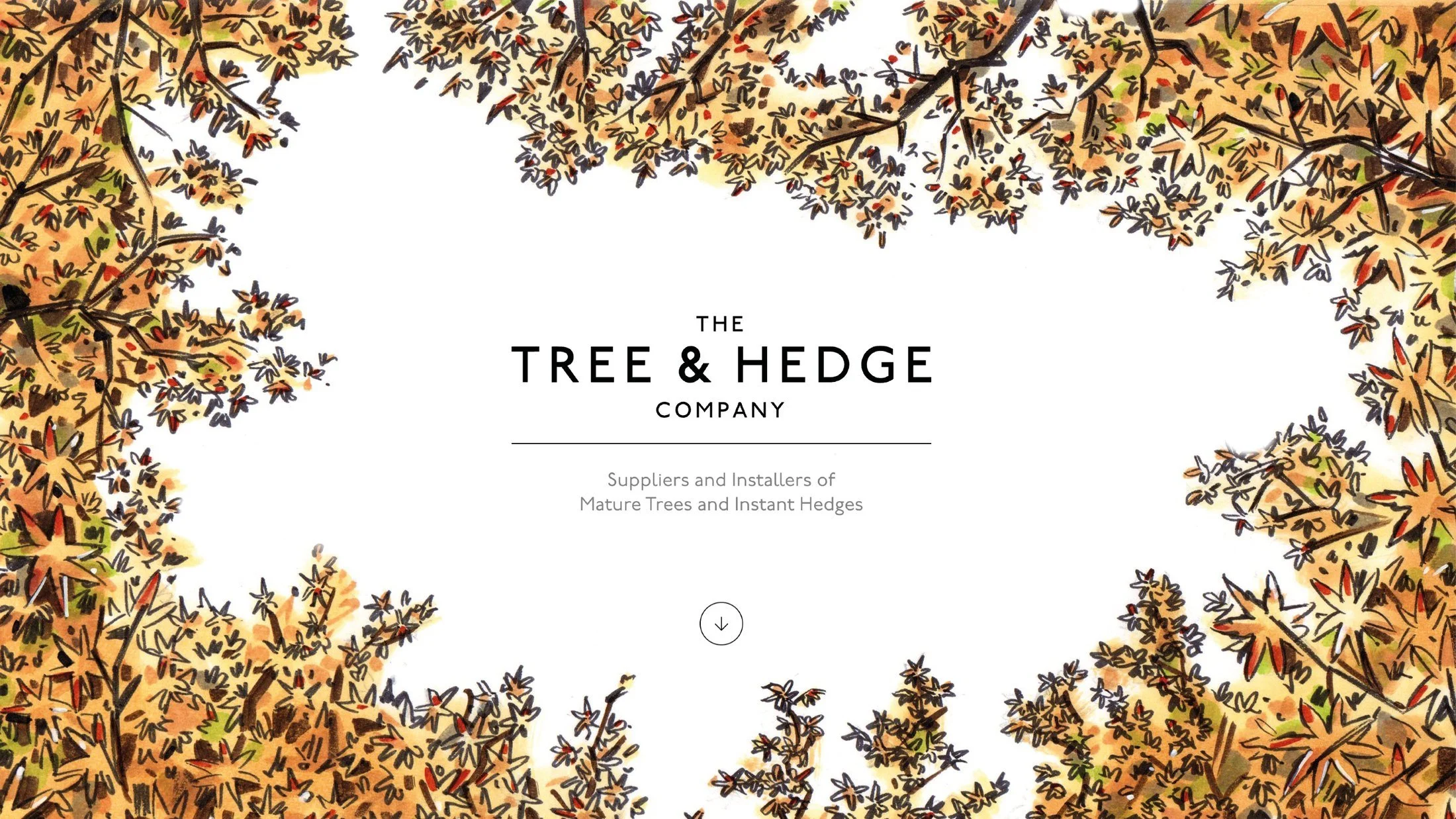Tree-and-hedge-master5.jpg