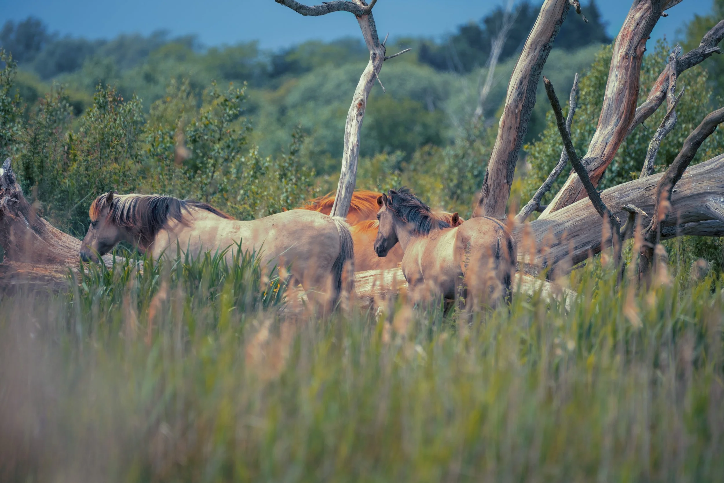 Several wild horses grazing and standing among trees and tall grass in a natural landscape.
