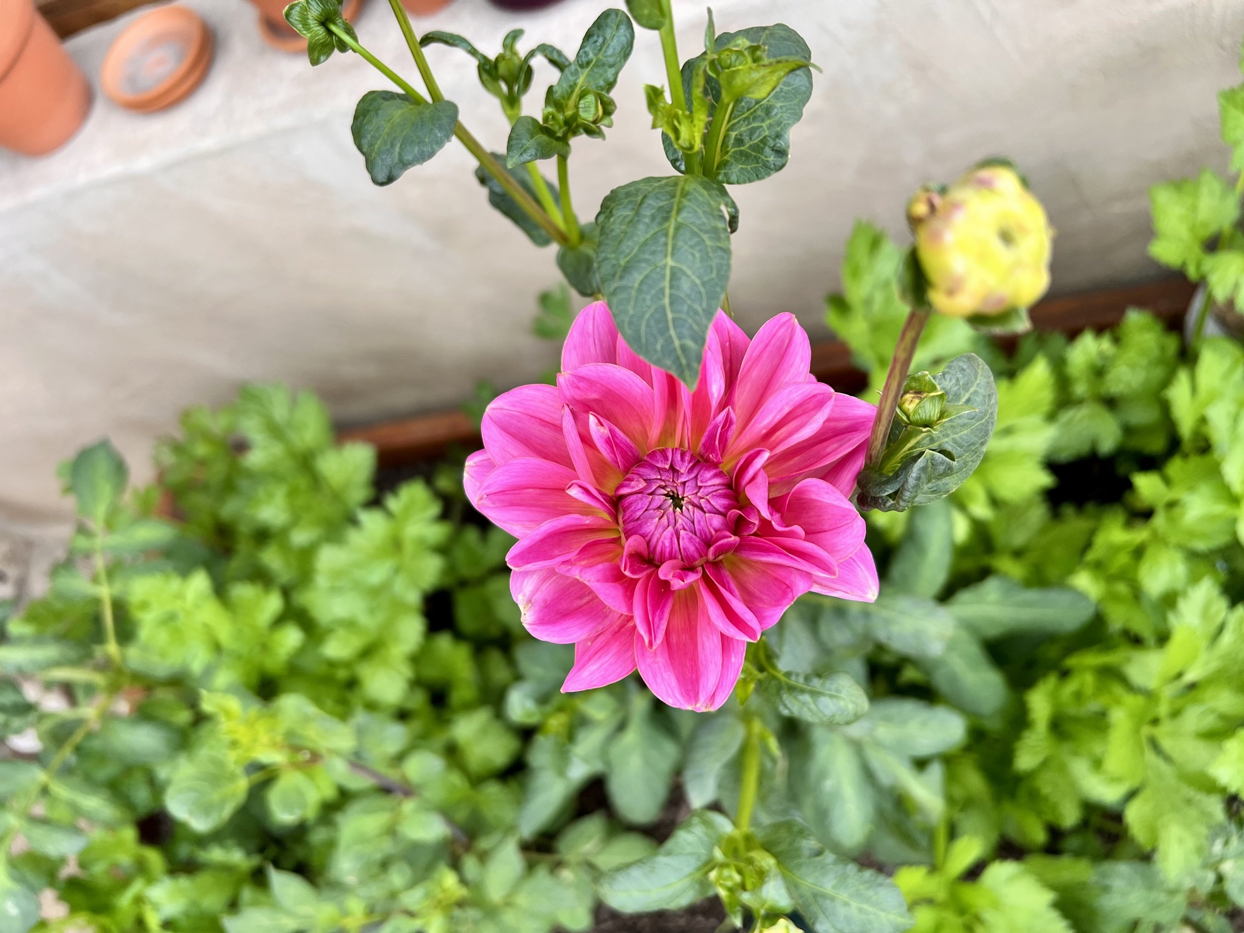 pink dahlia plant growing in a lowered bed