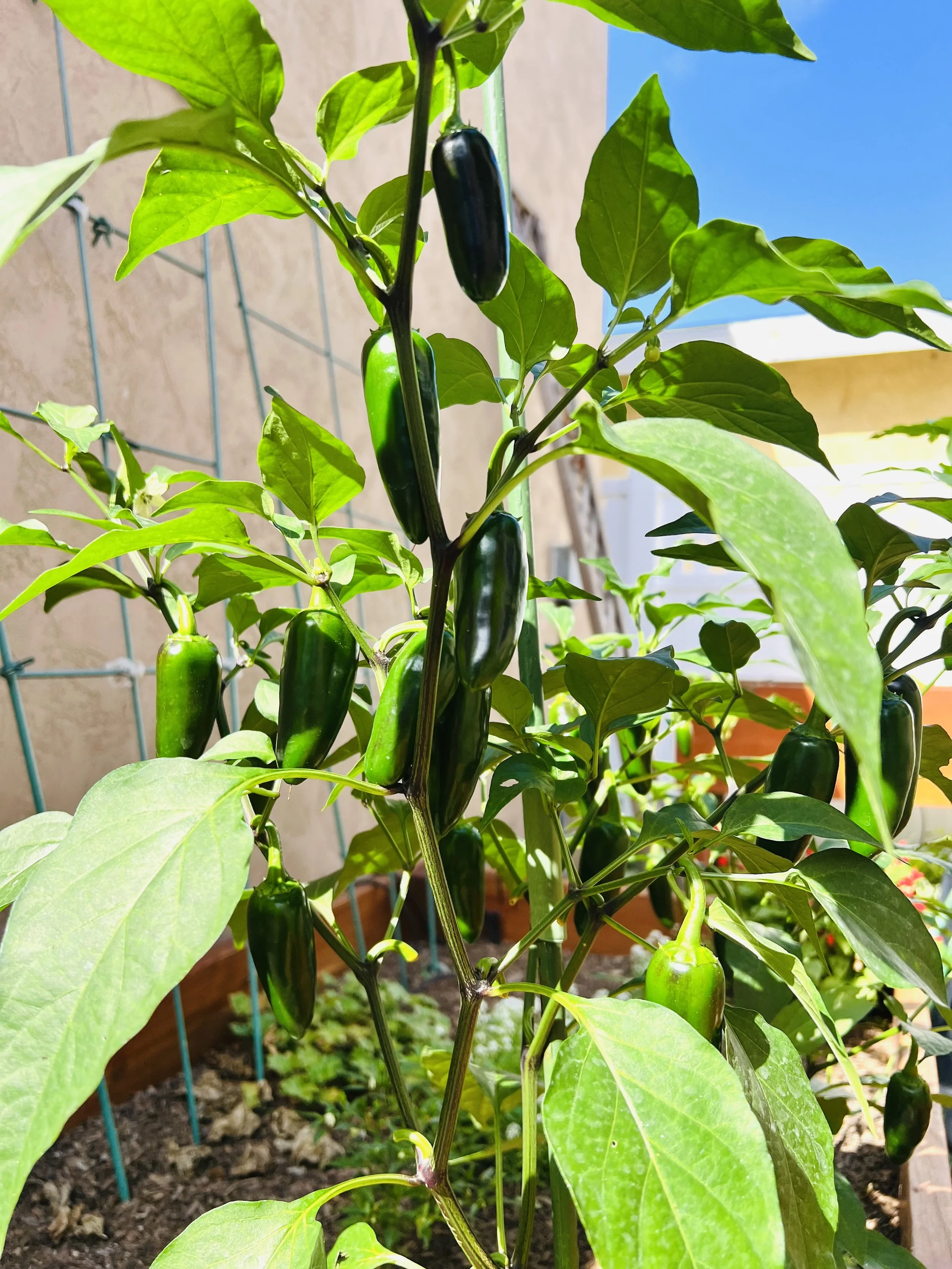 jalapeño plant growing 