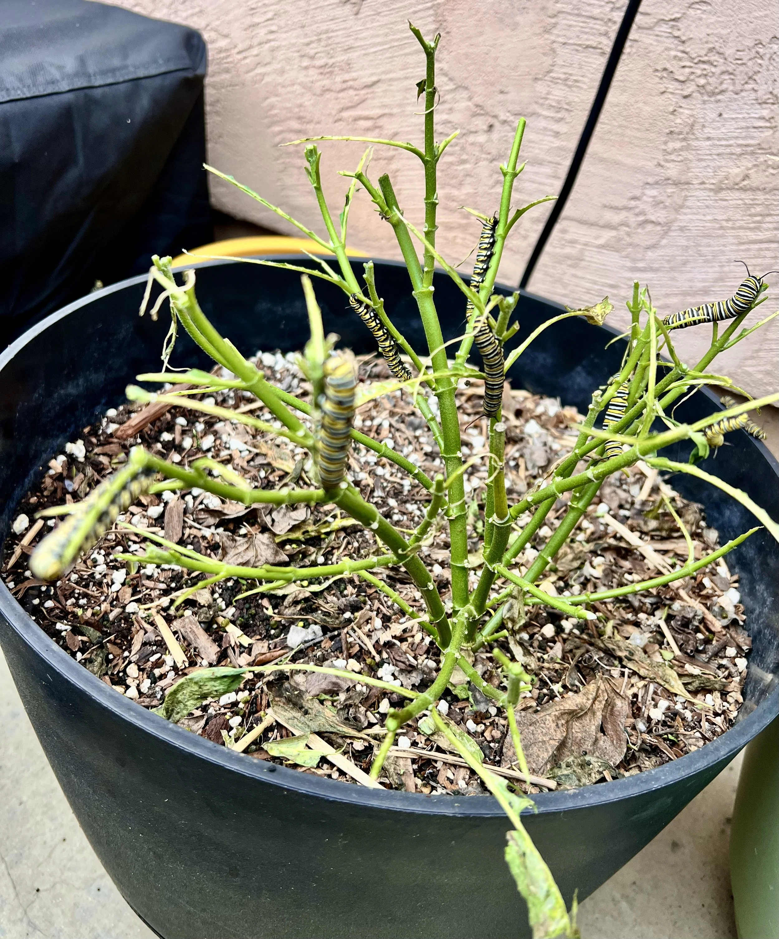 monarch caterpillars eating up milkweed