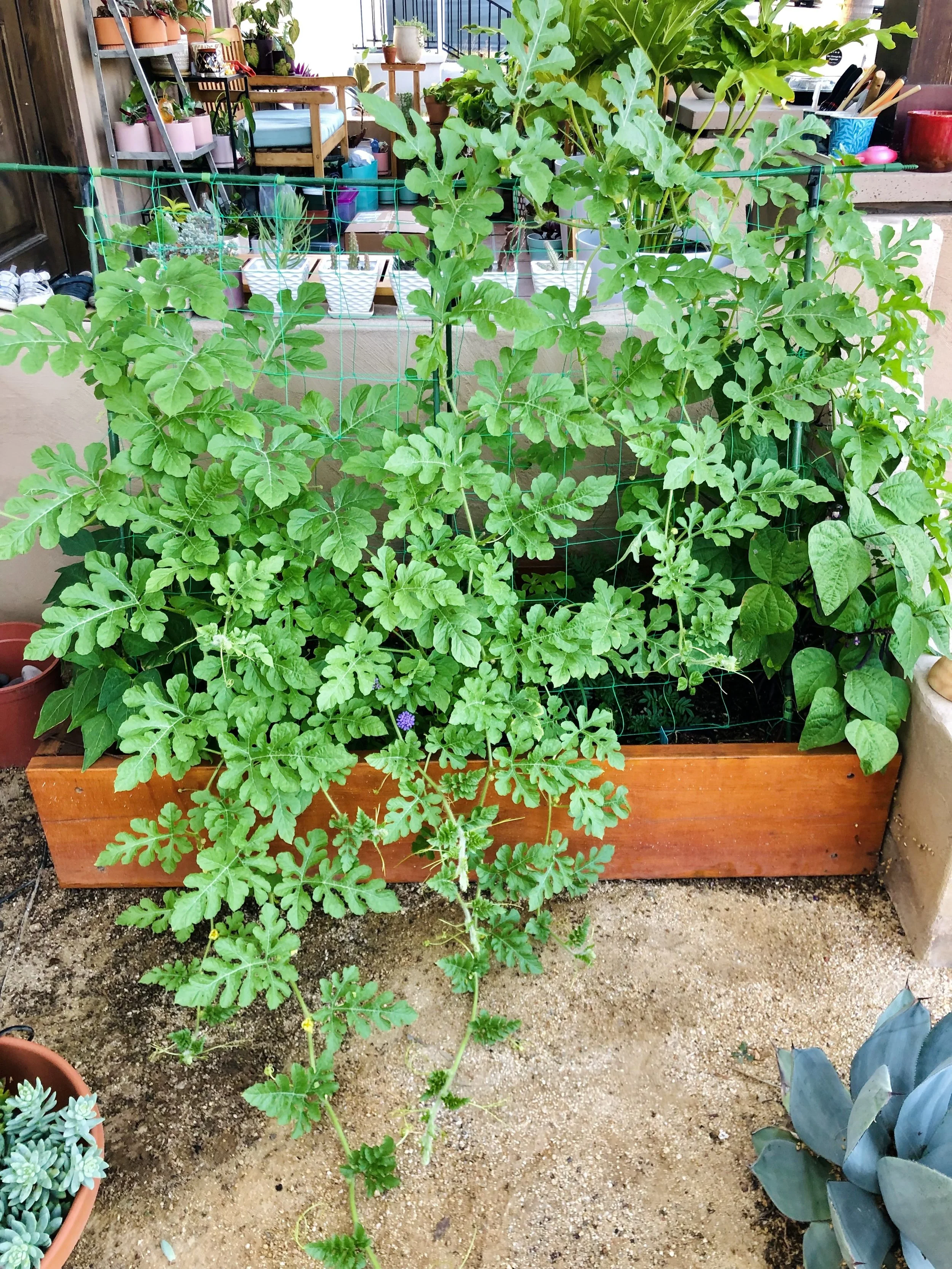 watermelon plant growing leaves and interplanted with bean plant 