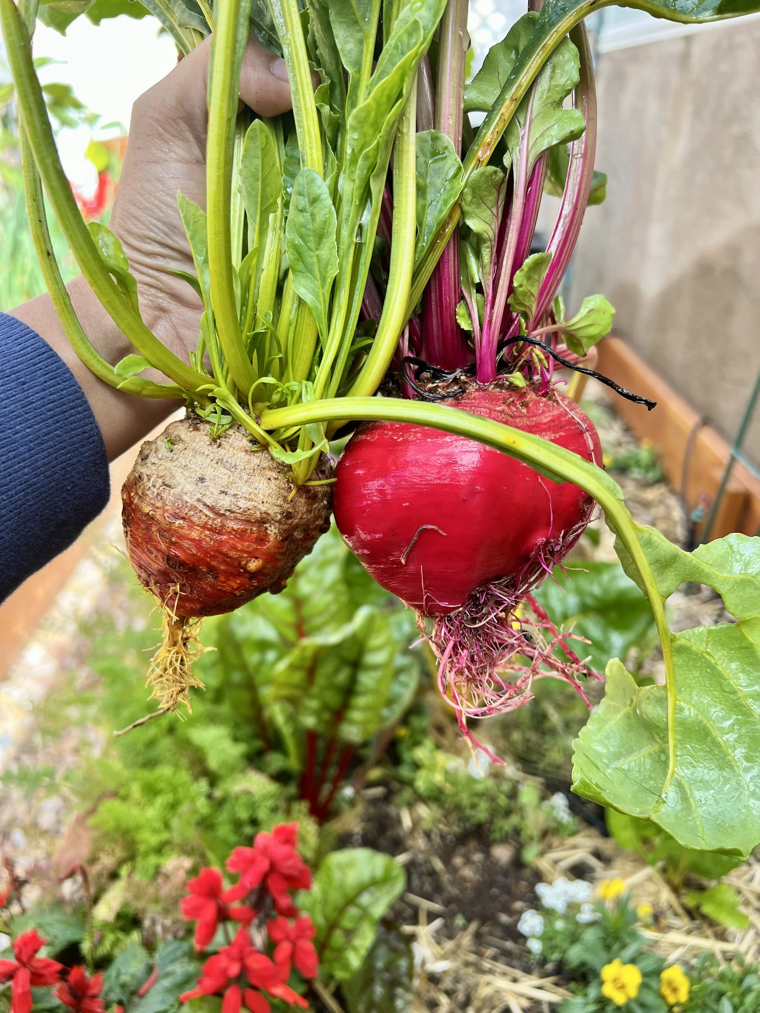 red beets being harvested