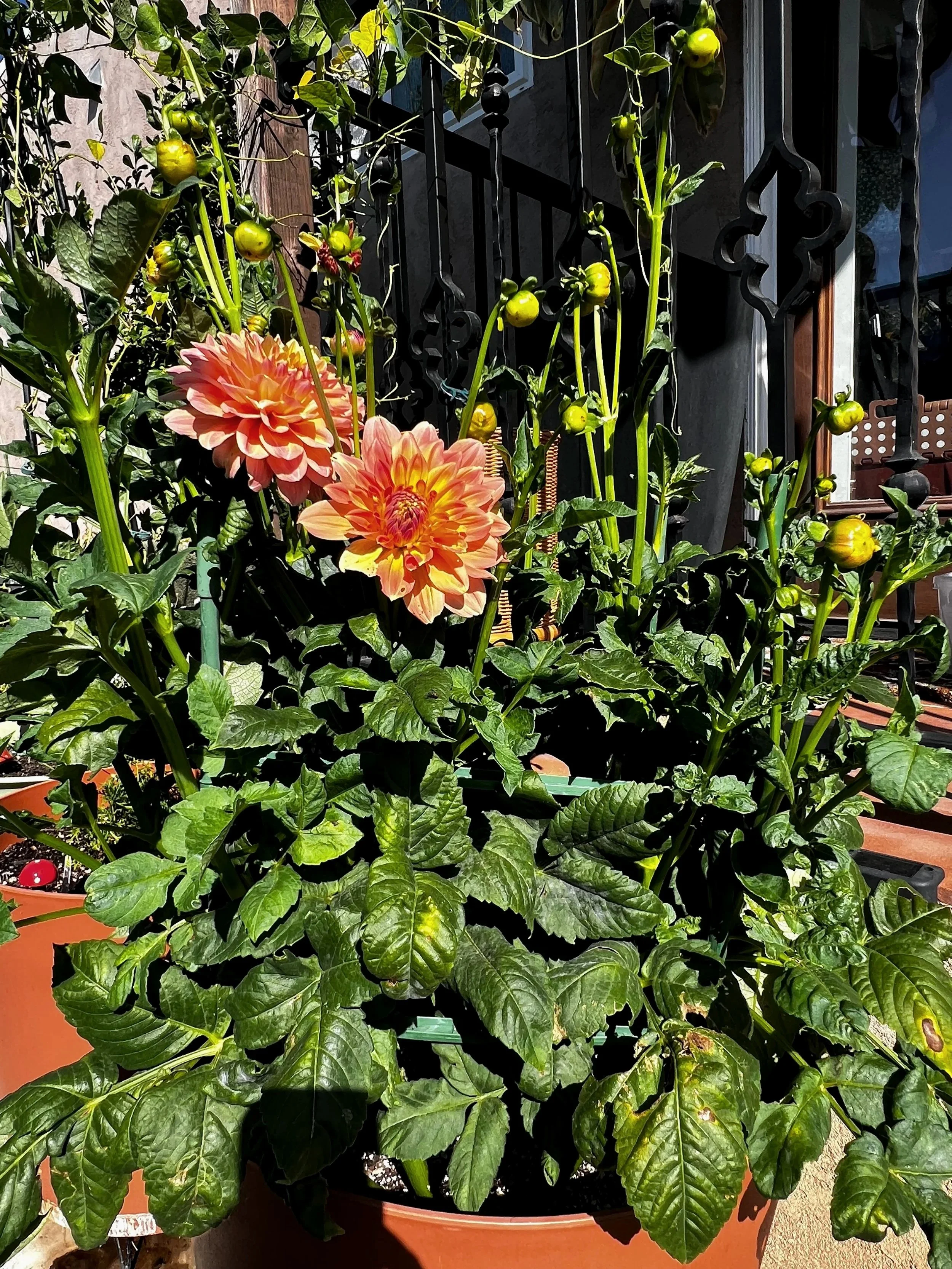 orange dahlia plant in container