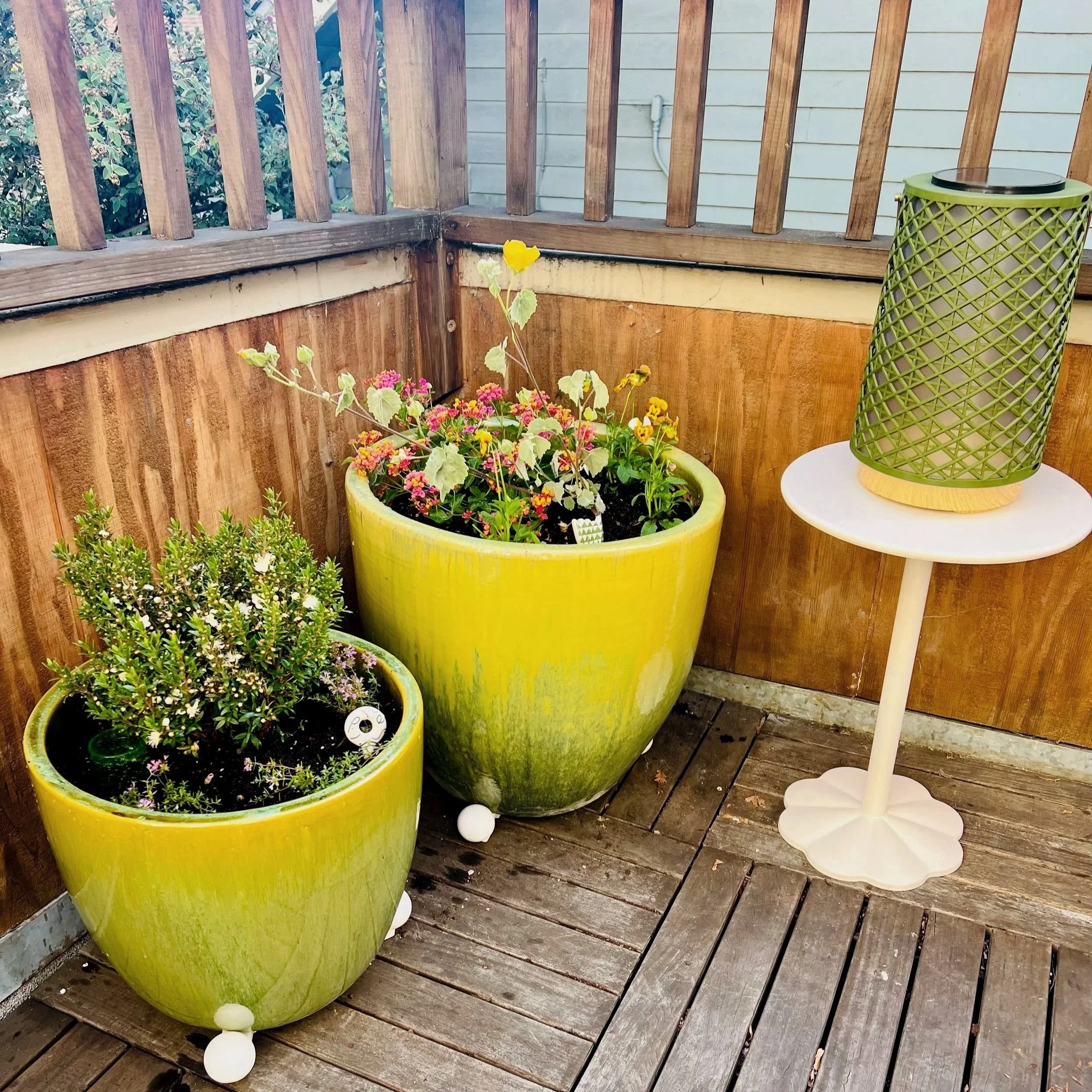 Container patio garden with lantana and abutilon palmerii
