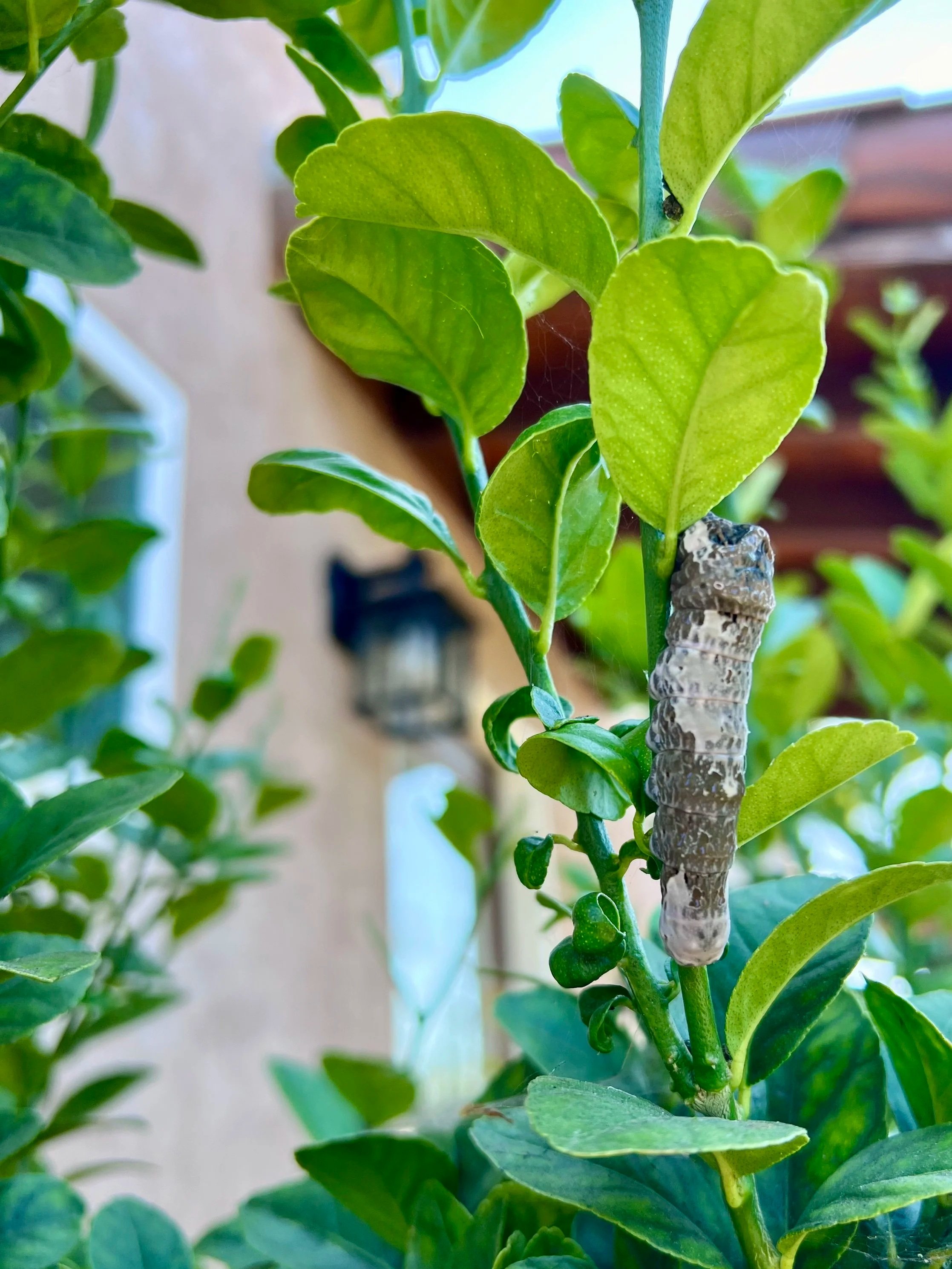 tiger swallowtail caterpillar on a lime tree