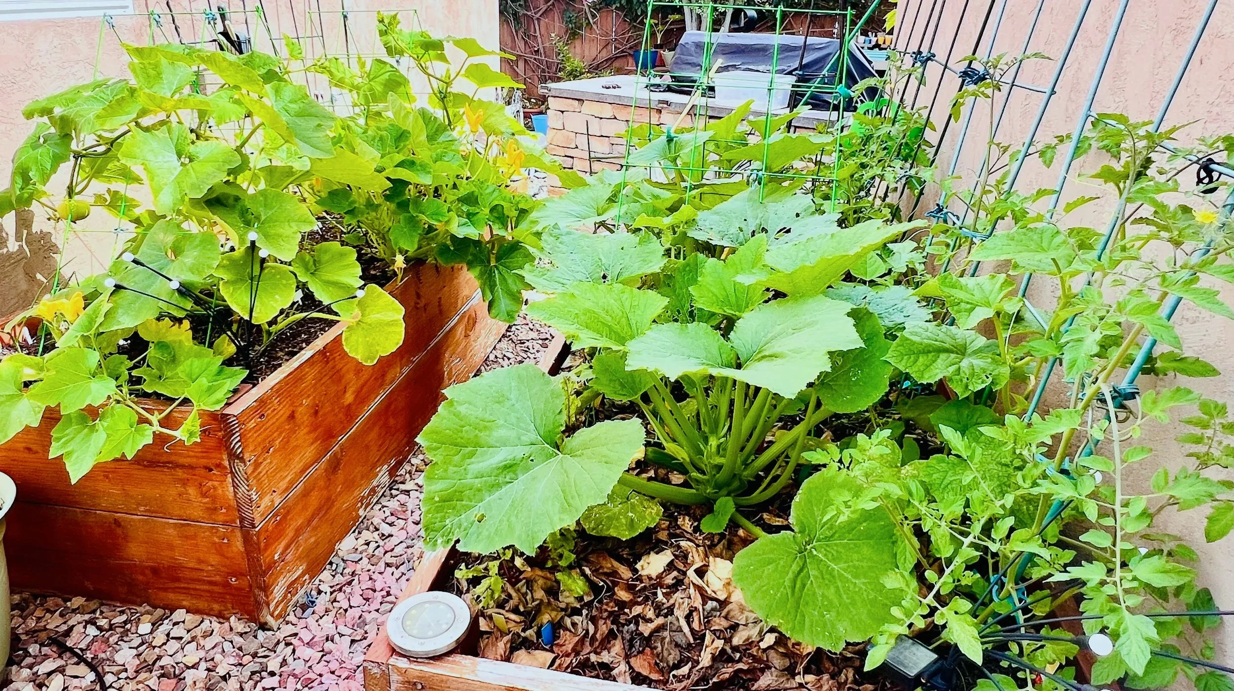 vegetable plants growing from two raised beds