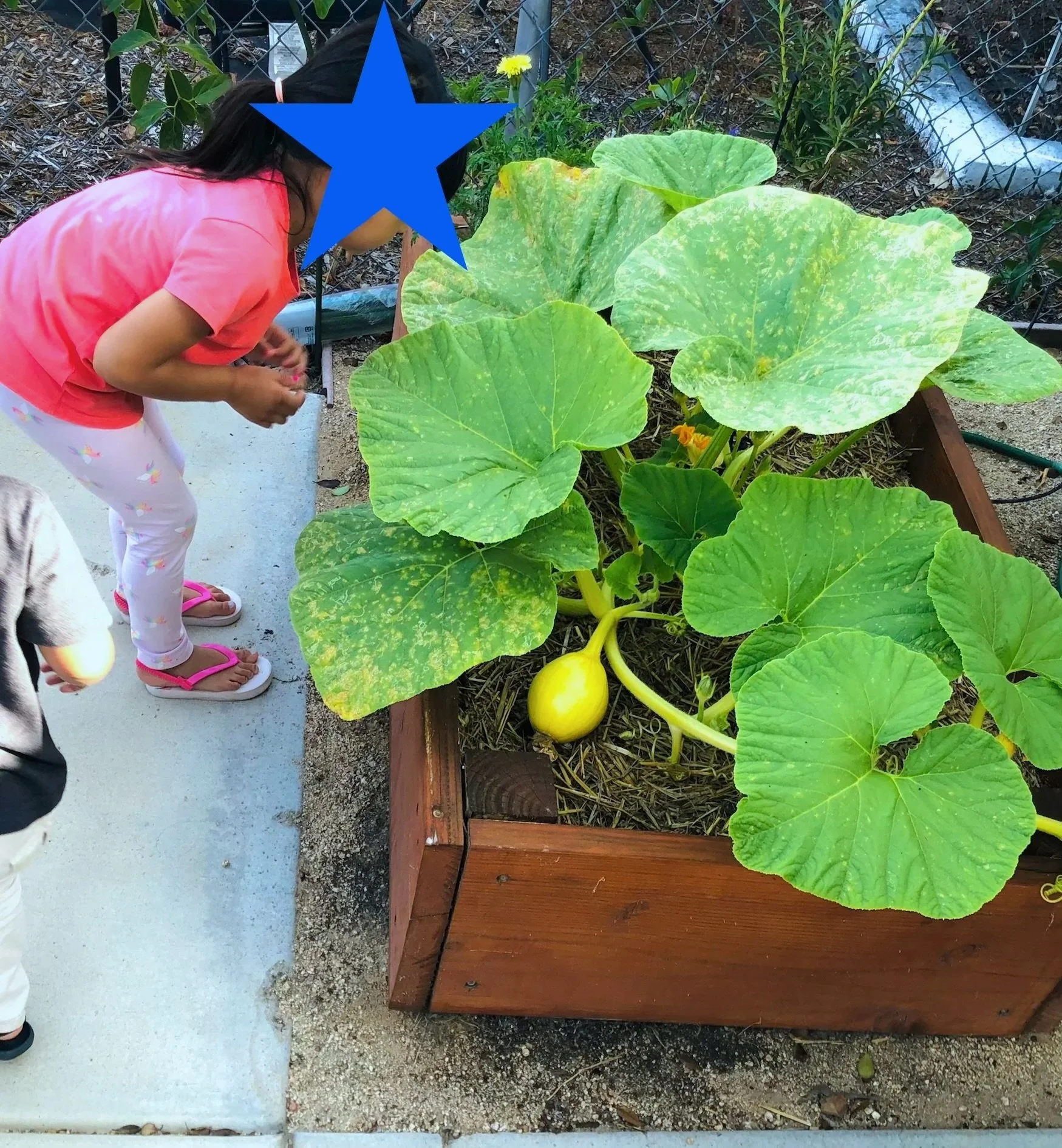 kid looking closely at a squash plant growing