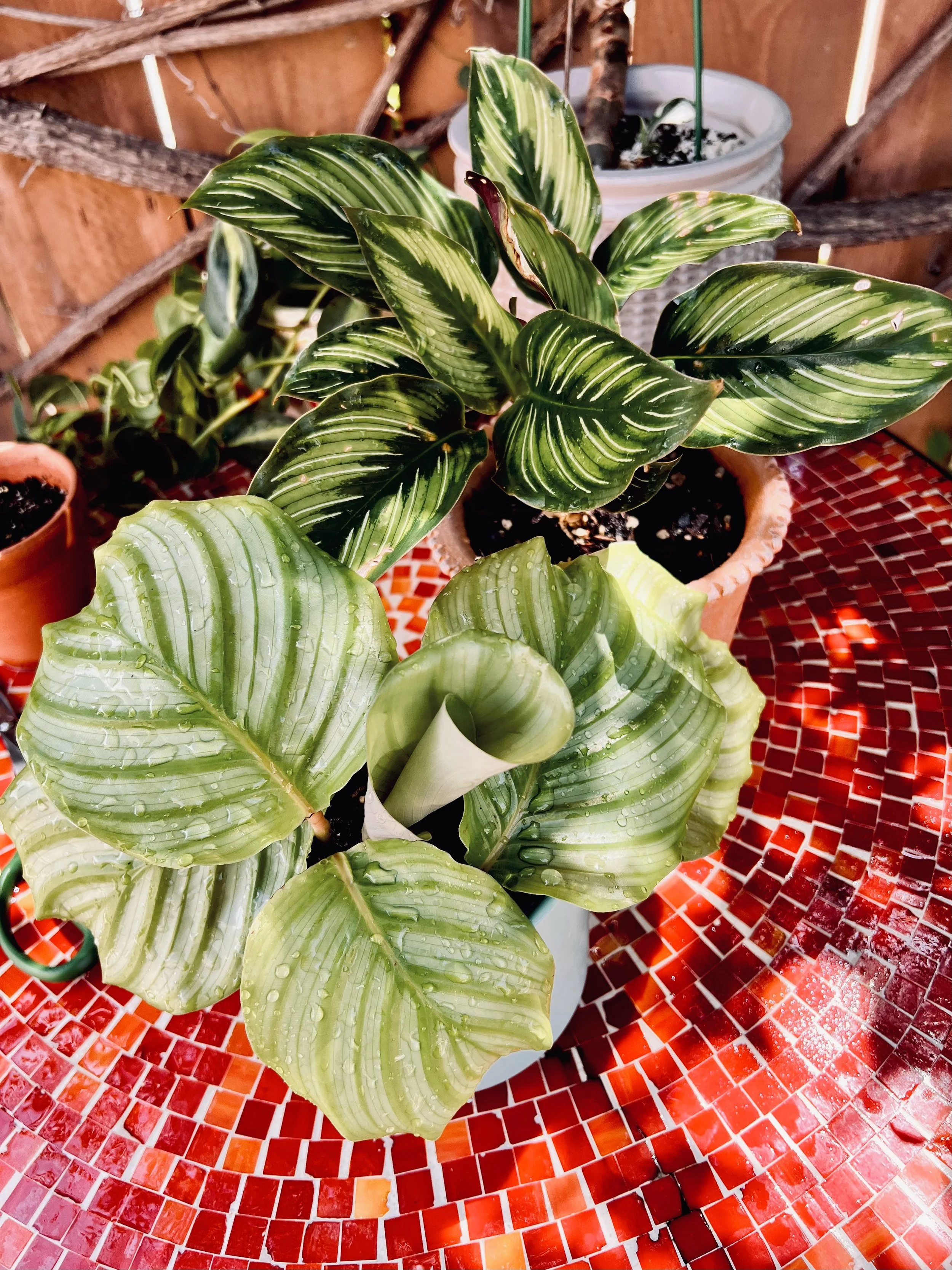 Calathea orbifolia & ornata "beauty star"