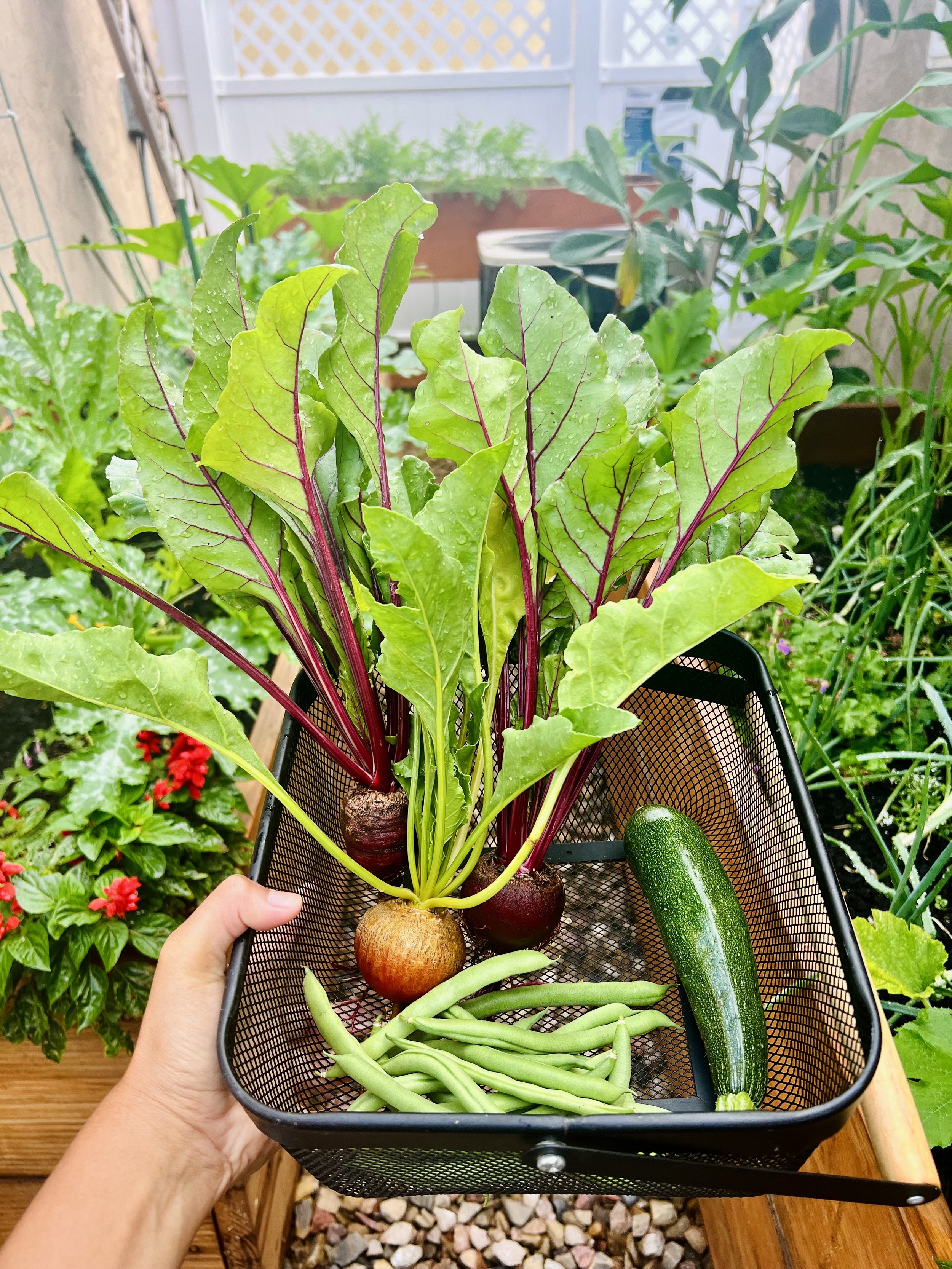 veggie garden harvests - zucchini, green beans, and beets