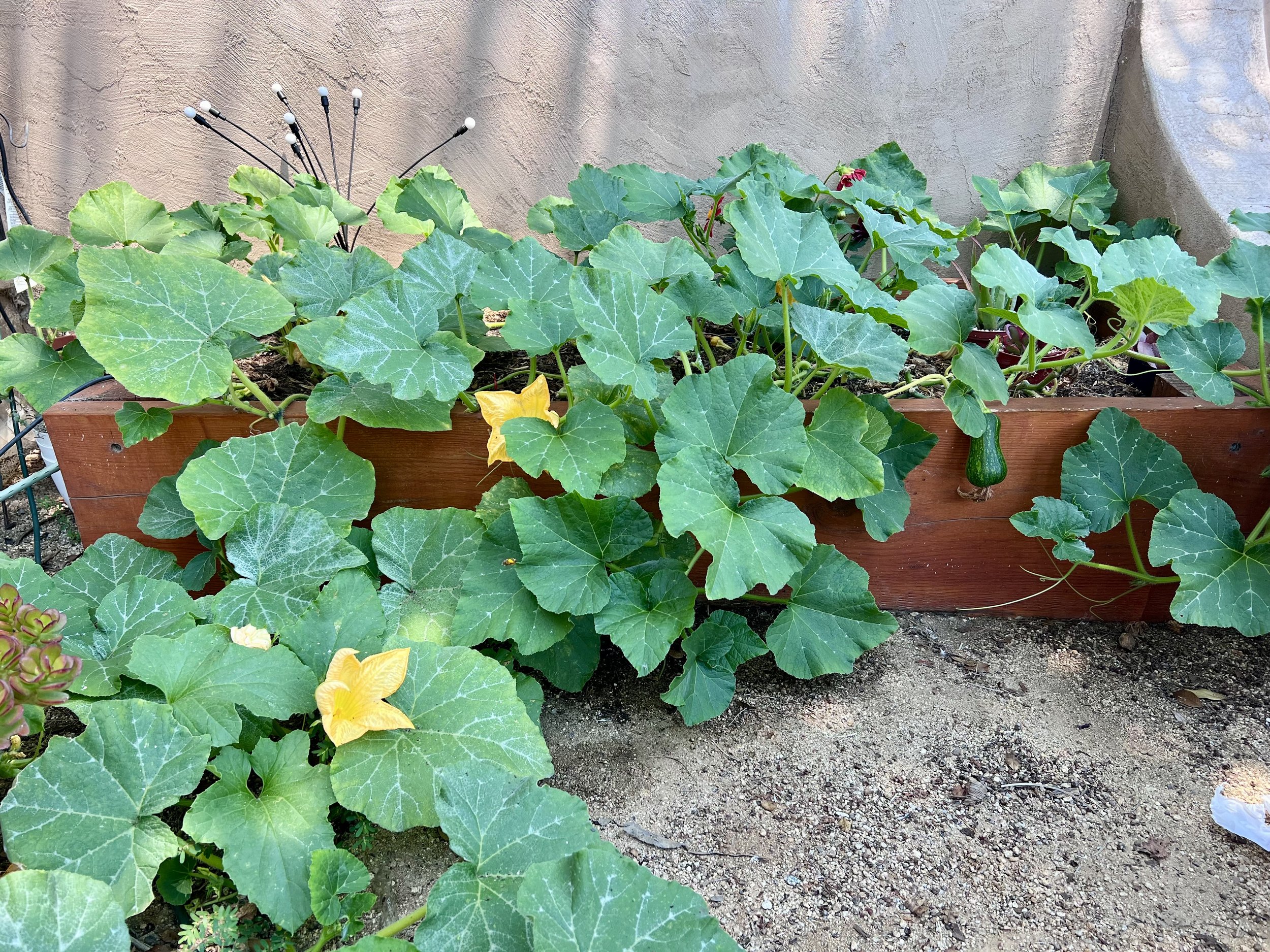 Butternut squash plant growing in lowered vegetable bed