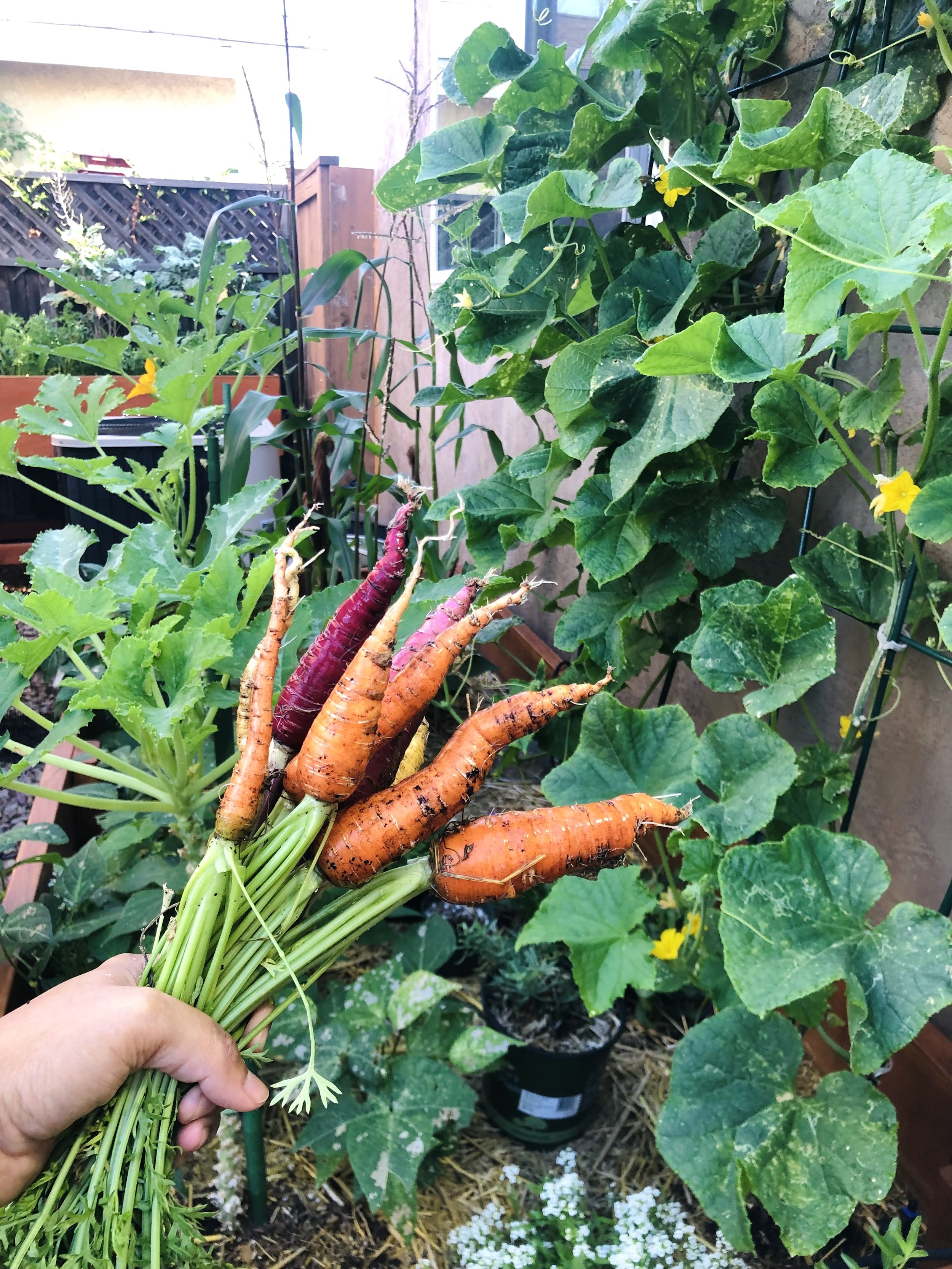 Fresh picked rainbow carrots in garden