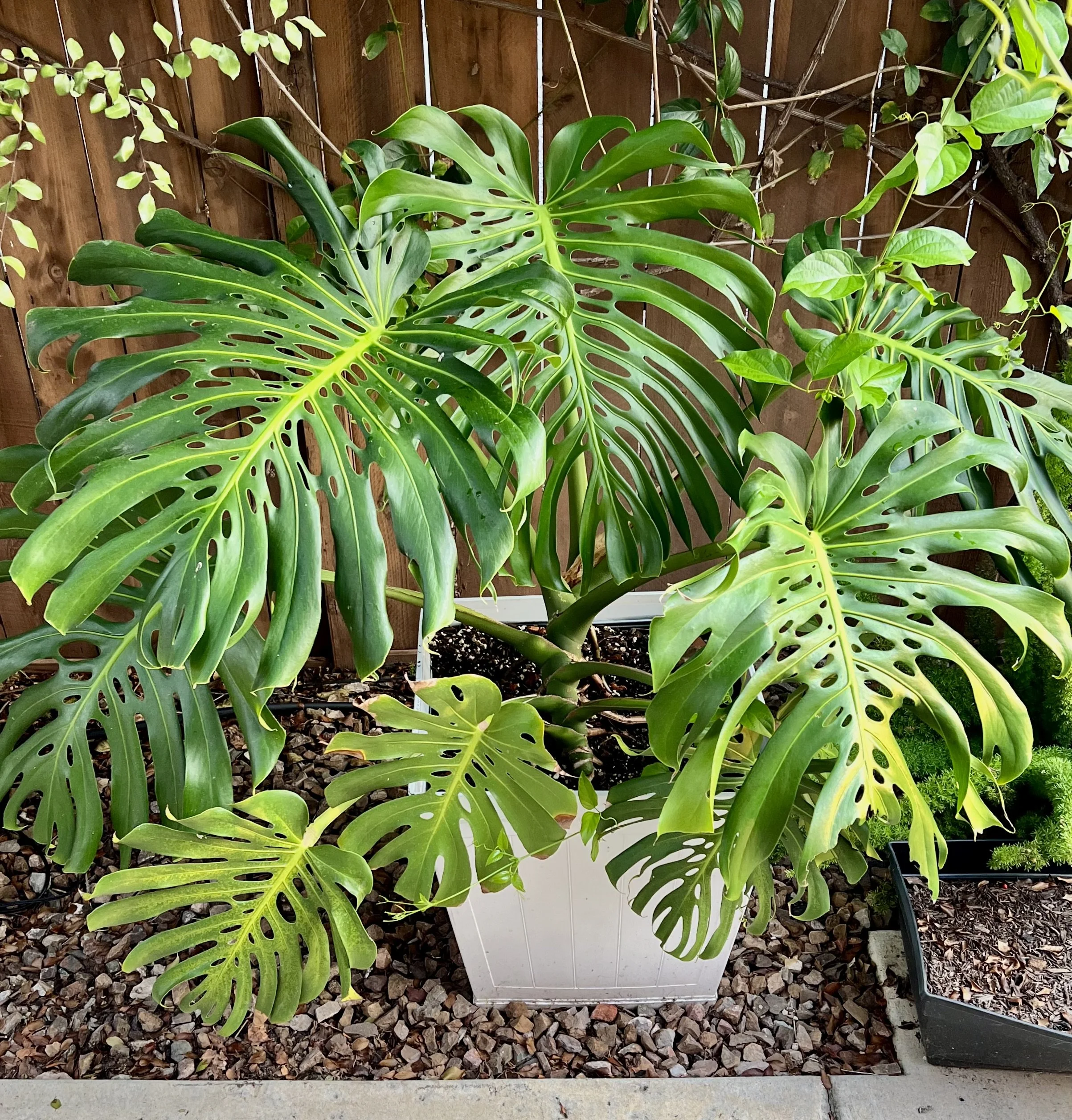 Mature monstera deliciosa