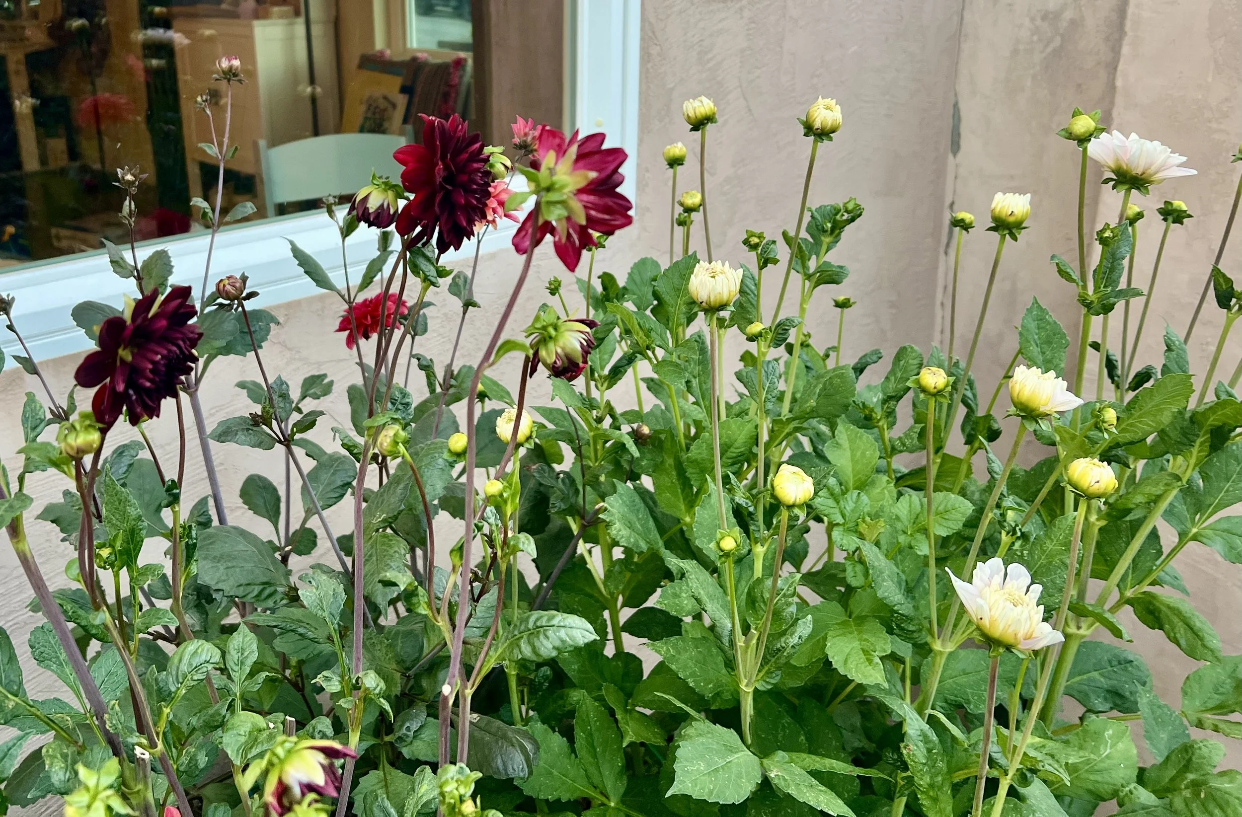 different dahlia plants growing in a raised bed