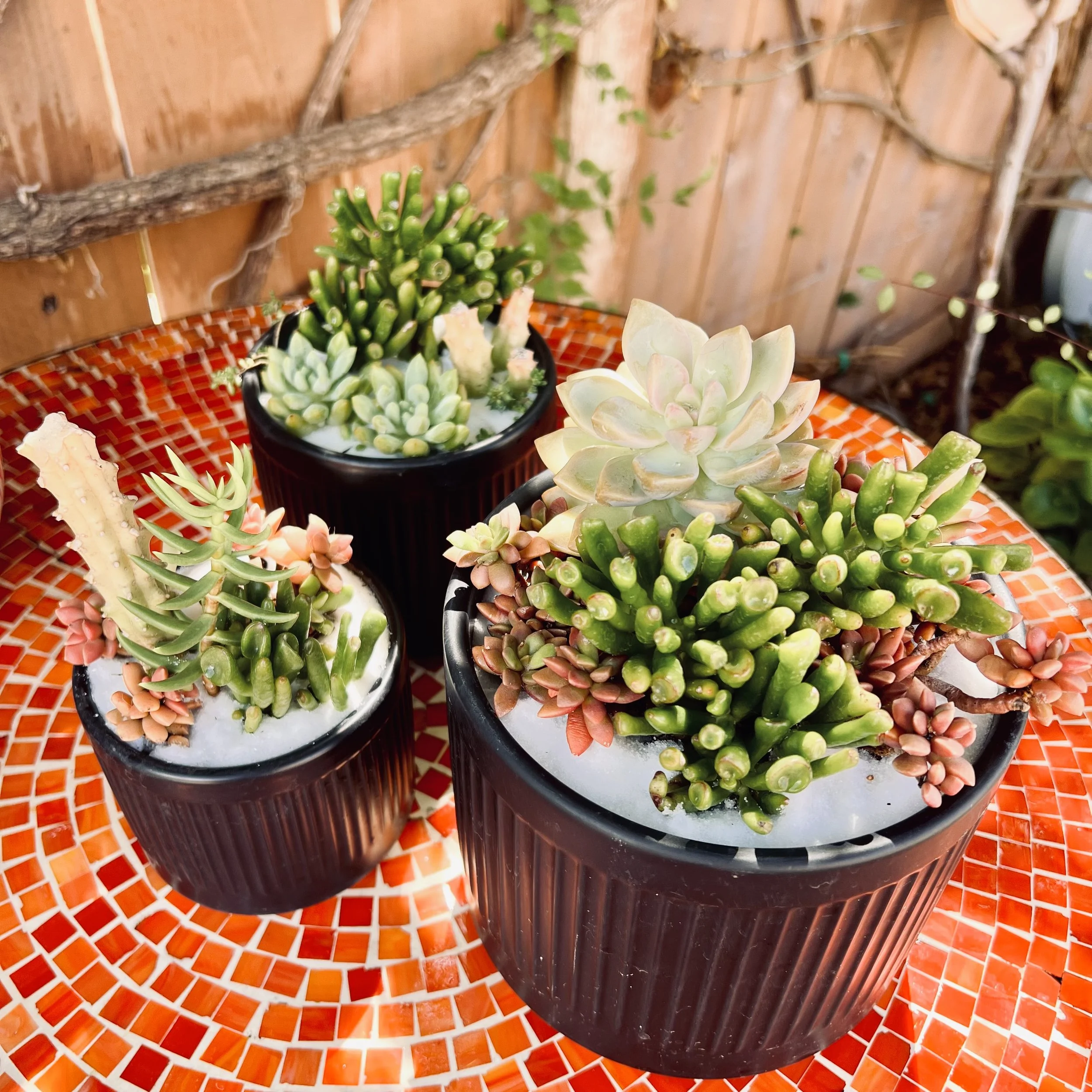Succulent Arrangement (Trio in Black)