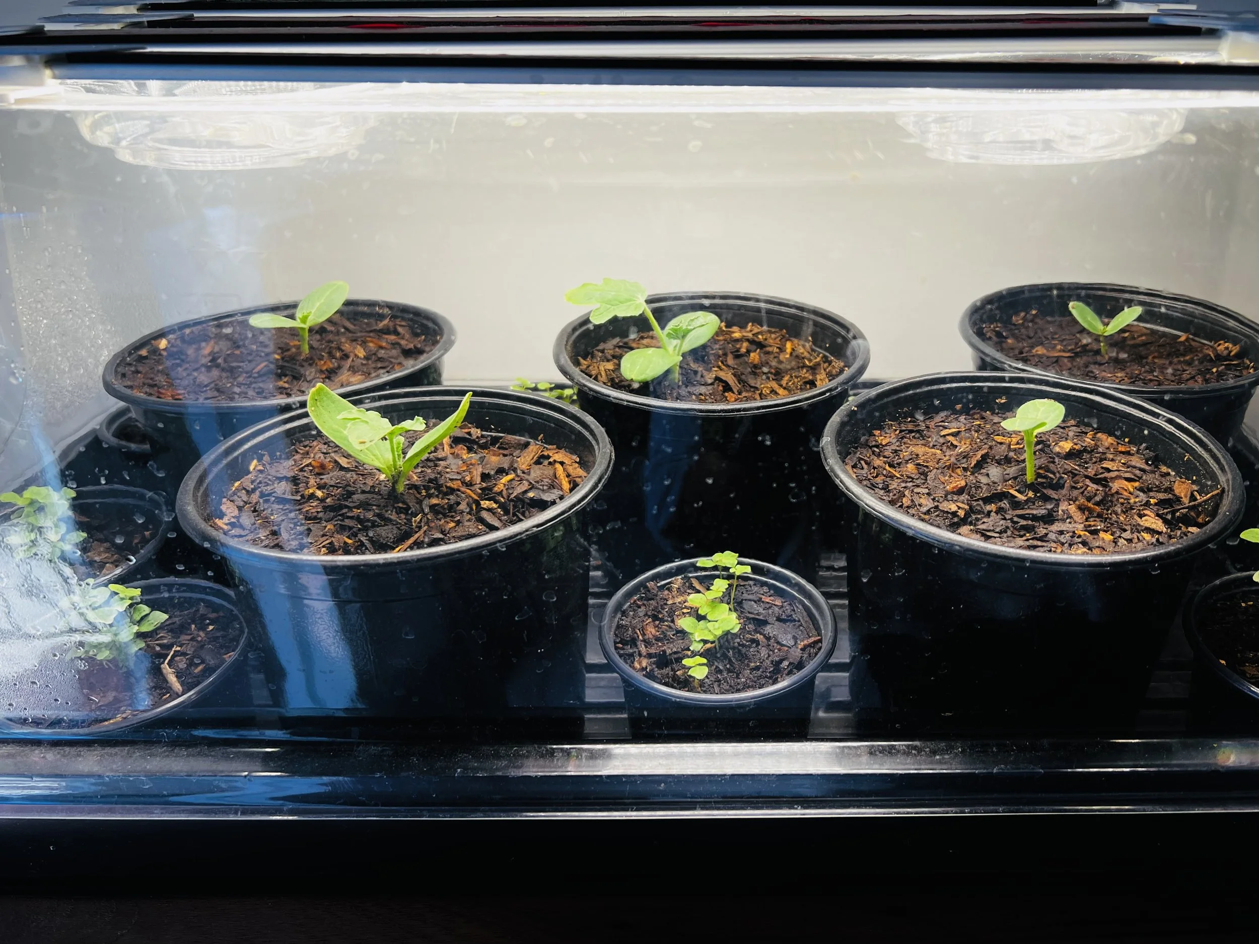 propagated plants inside a dome with grow light