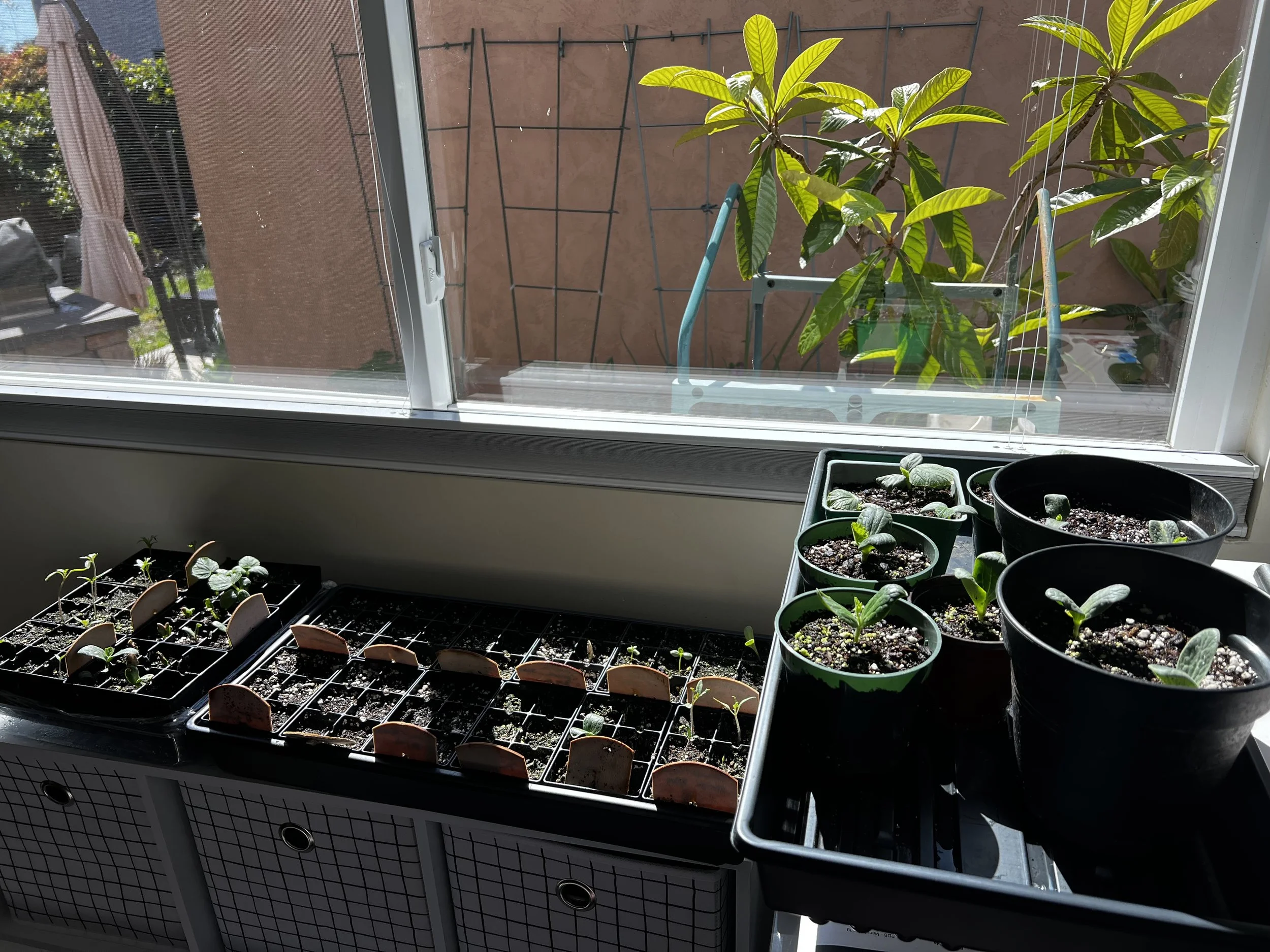 plant propagation by seed near window