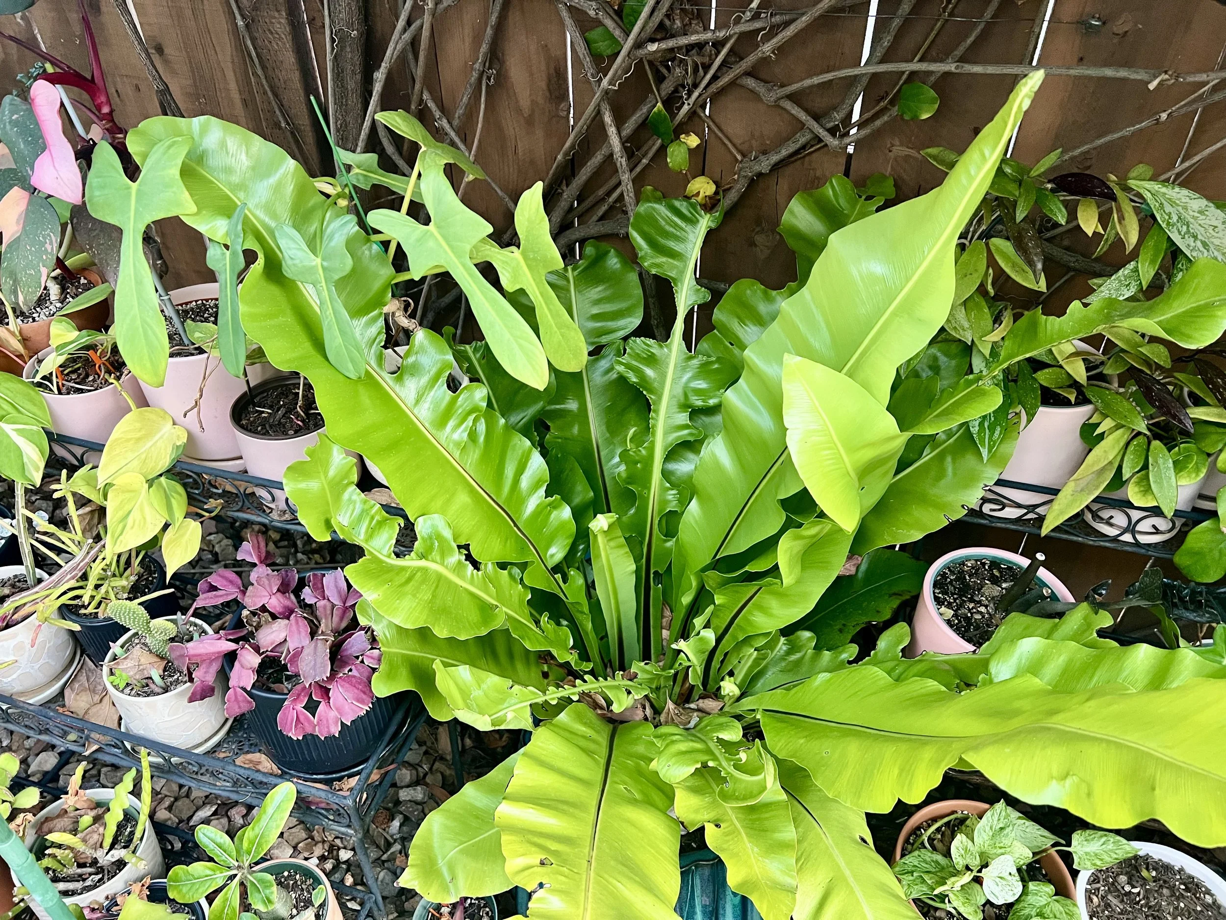 large bird's nest fern growing next to houseplants 