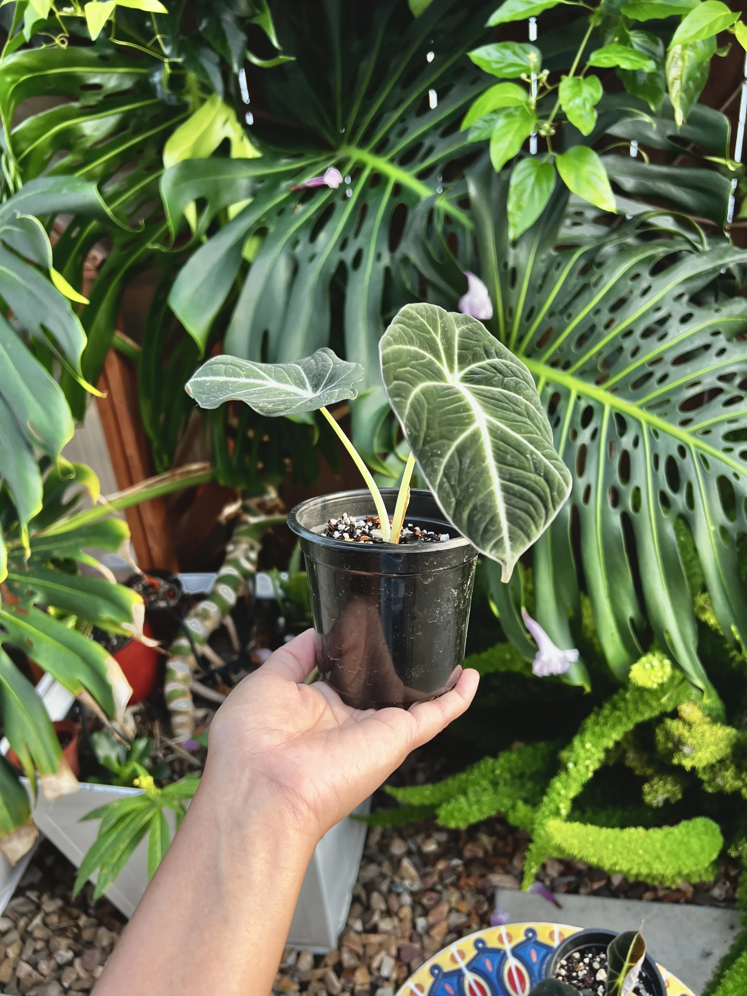 black velvet alocasia 