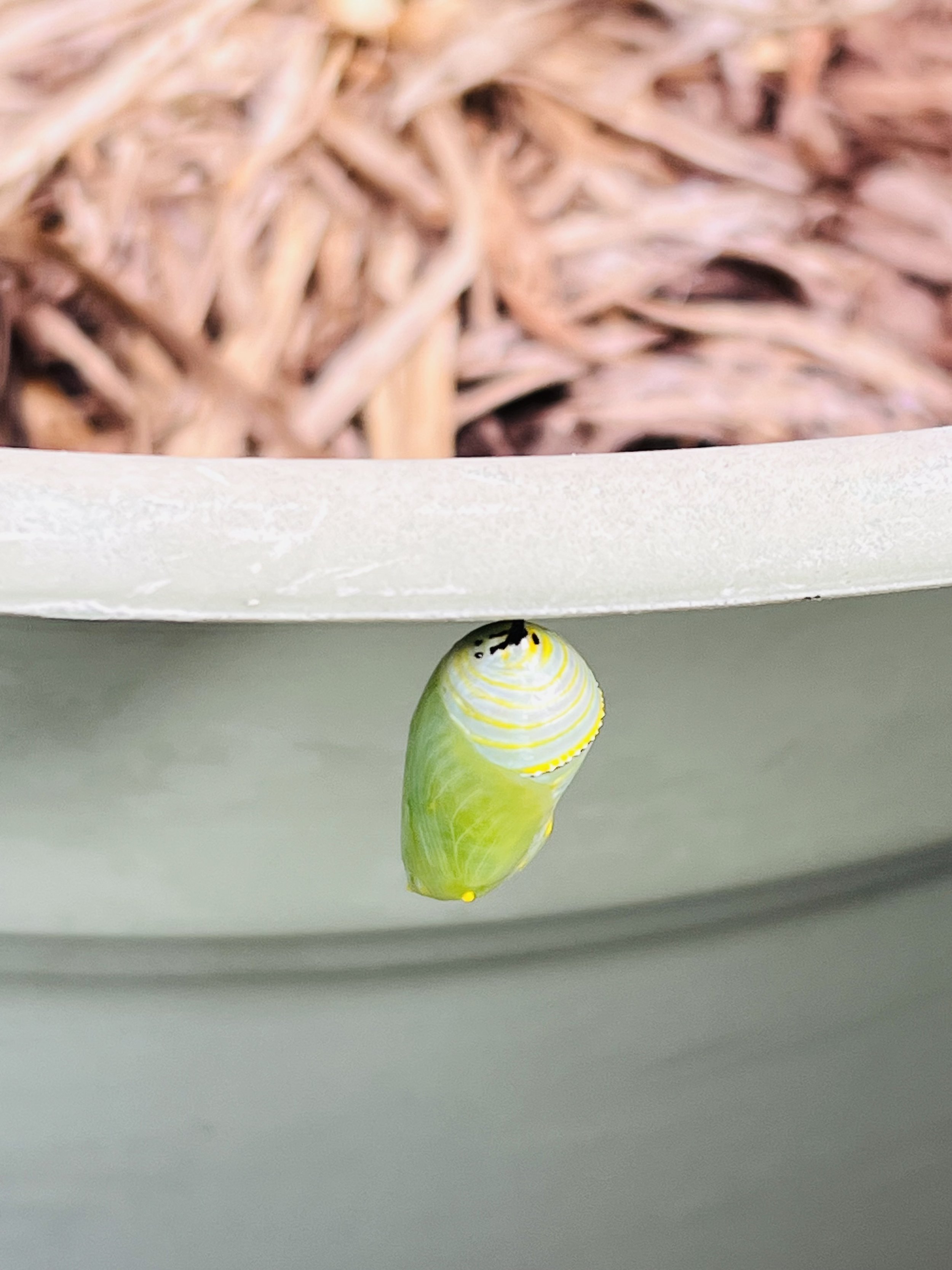 monarch pupa (chrysalis) on container pot