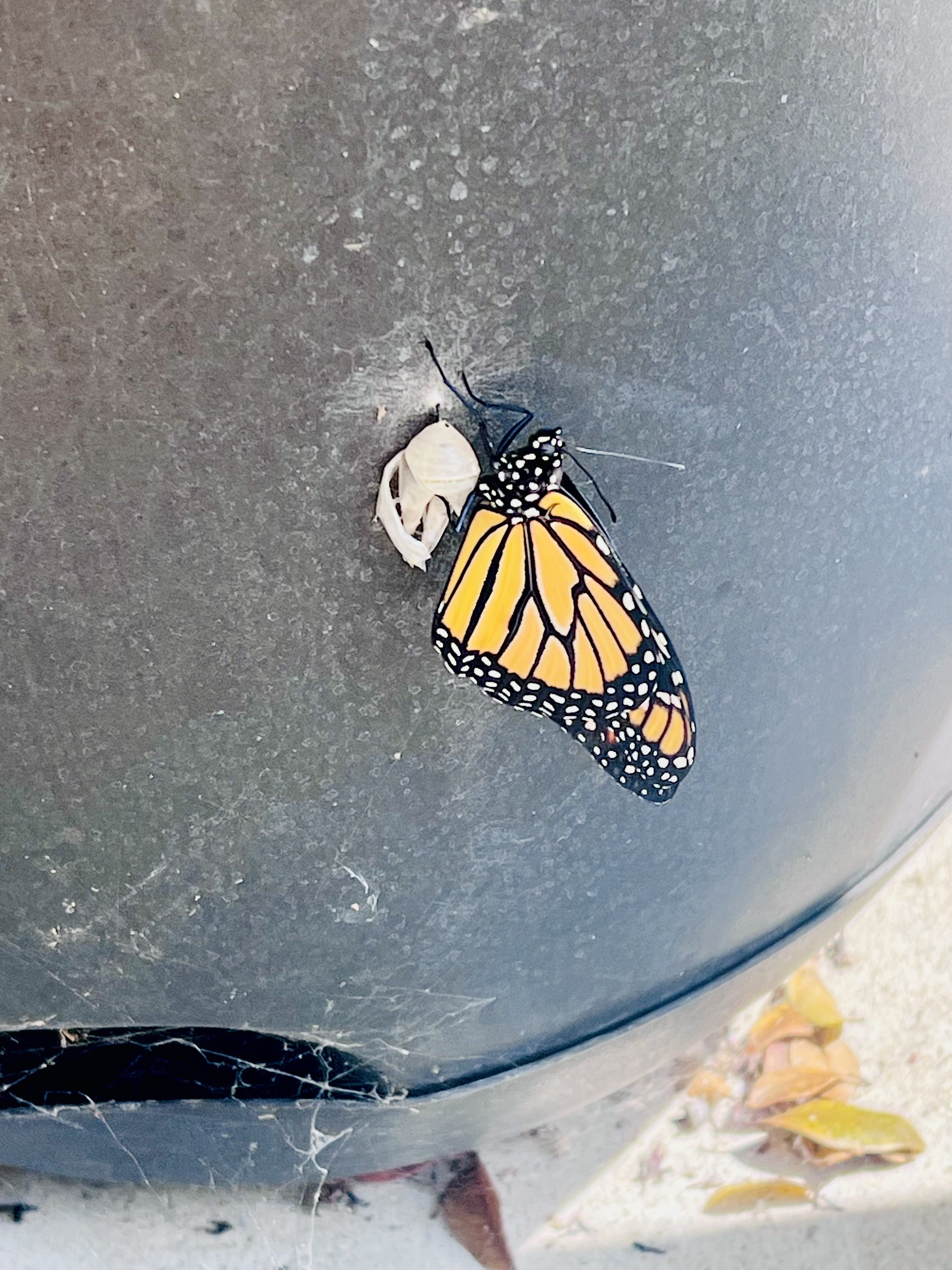 monarch butterfly newly hatched from its chrysalis