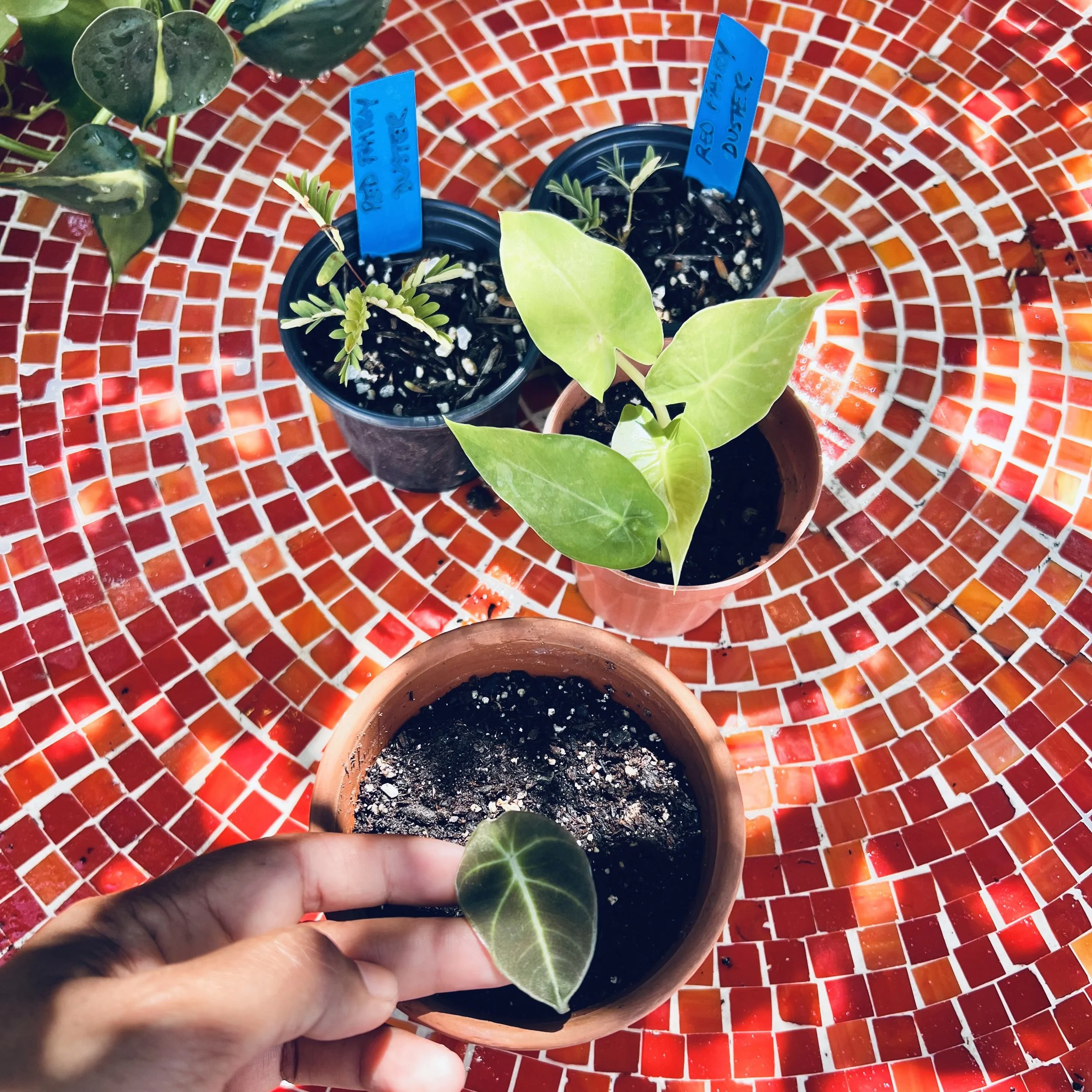 plant rehab, baby alocasia black velvet