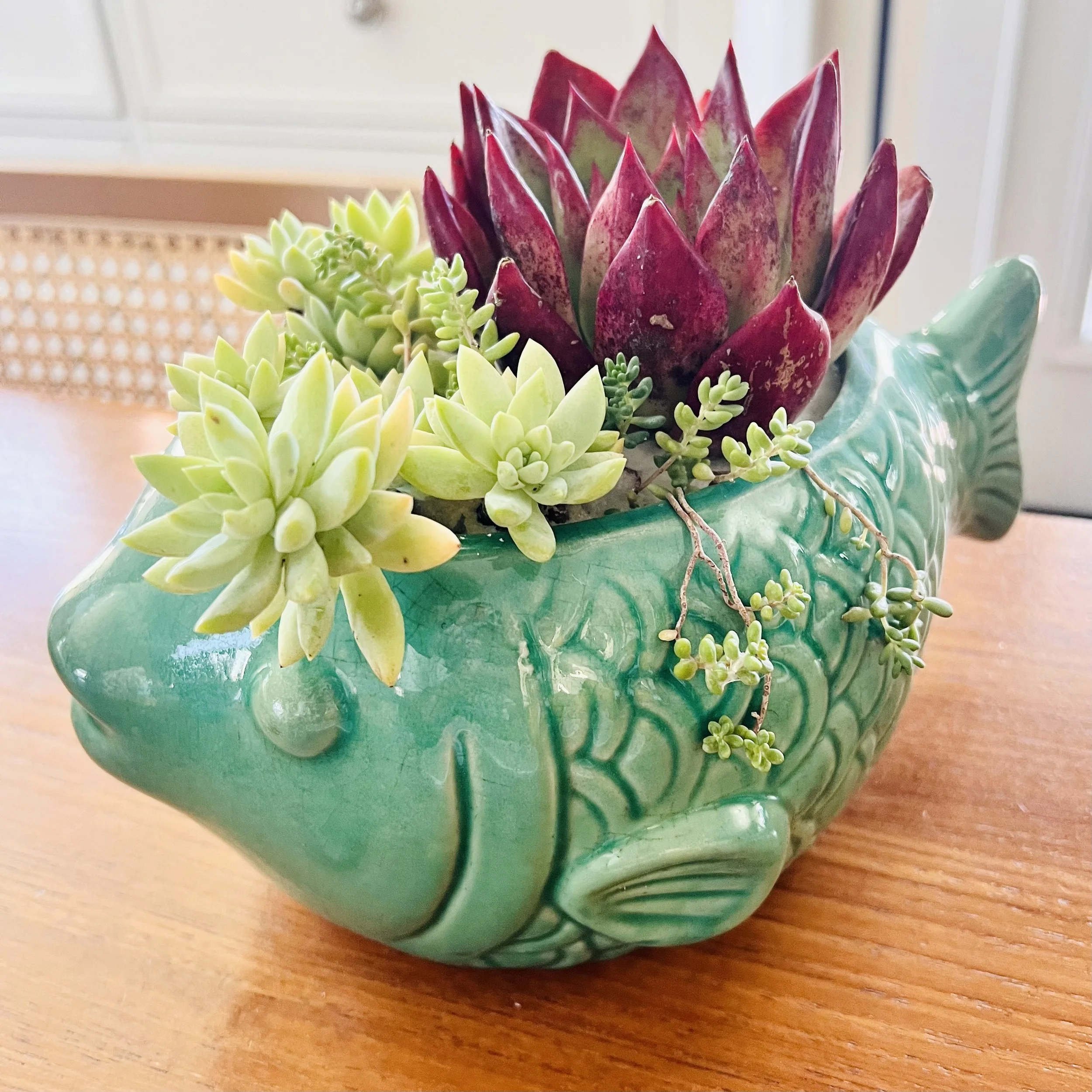 Succulent Arrangement (Aquamarine Fish)