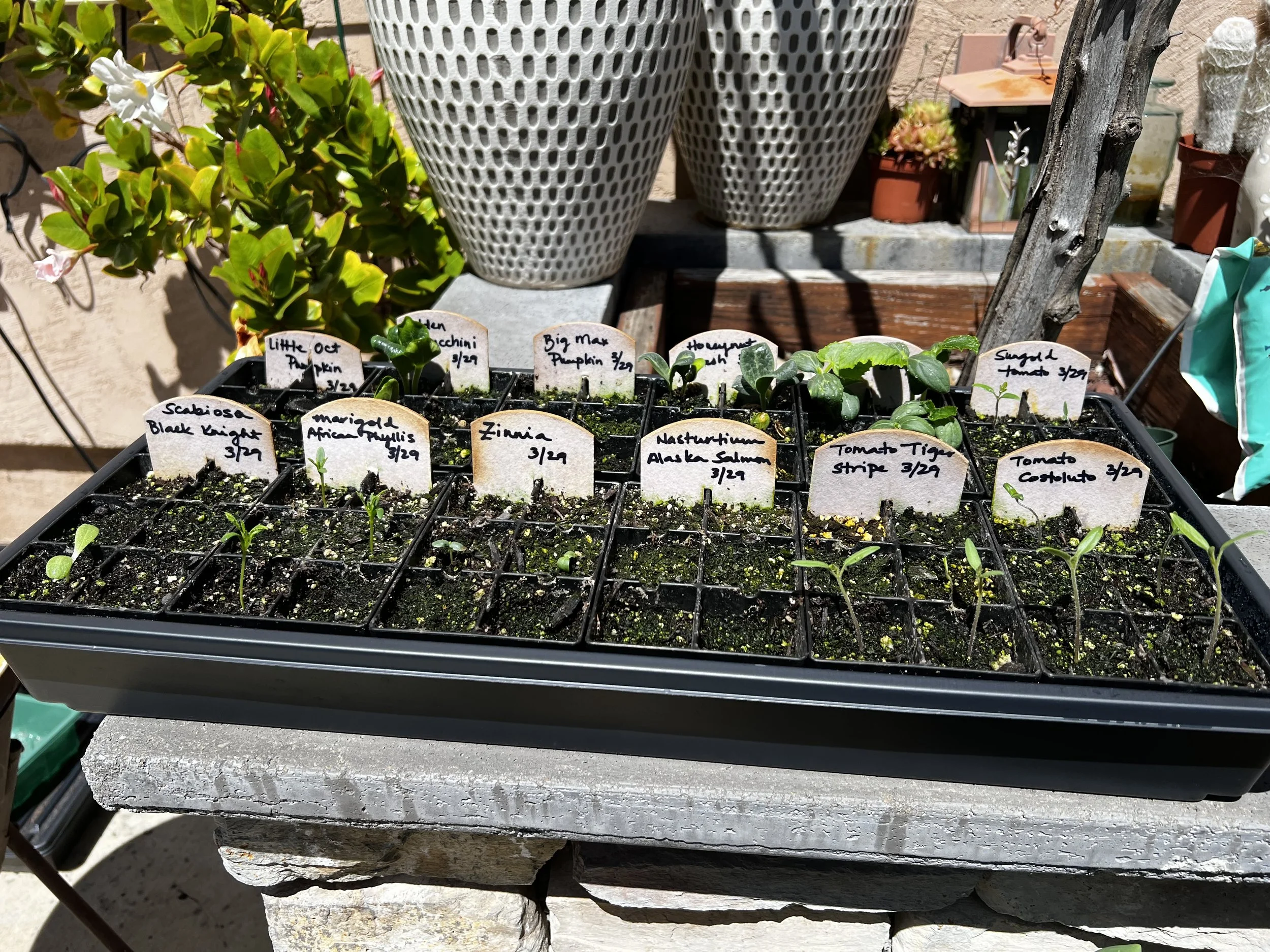 plant propagation by seed
