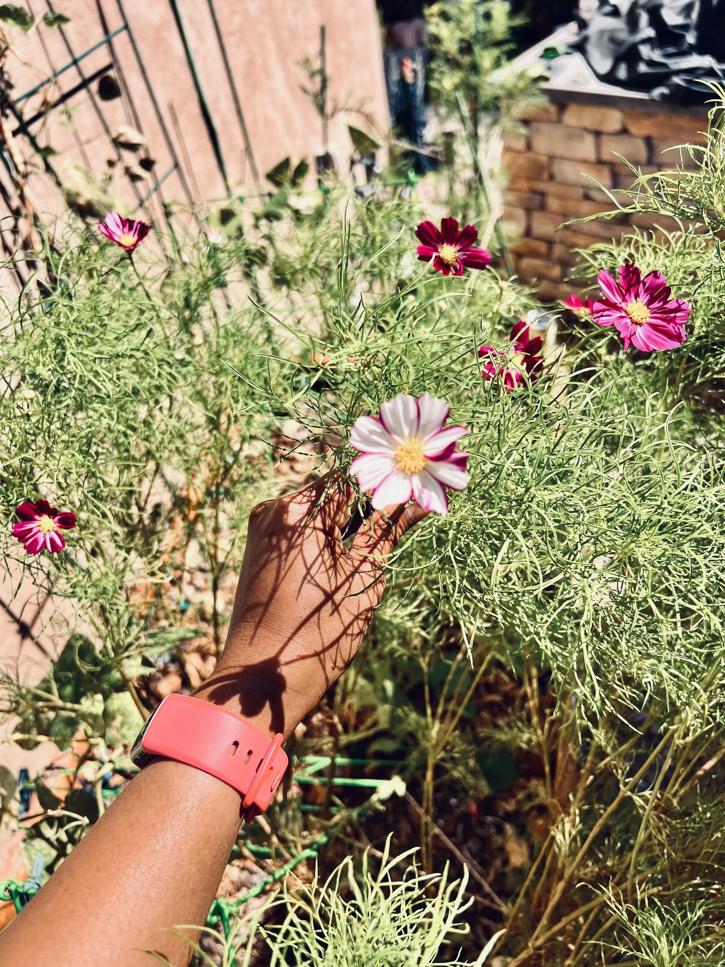 cosmos flowers growing in garden