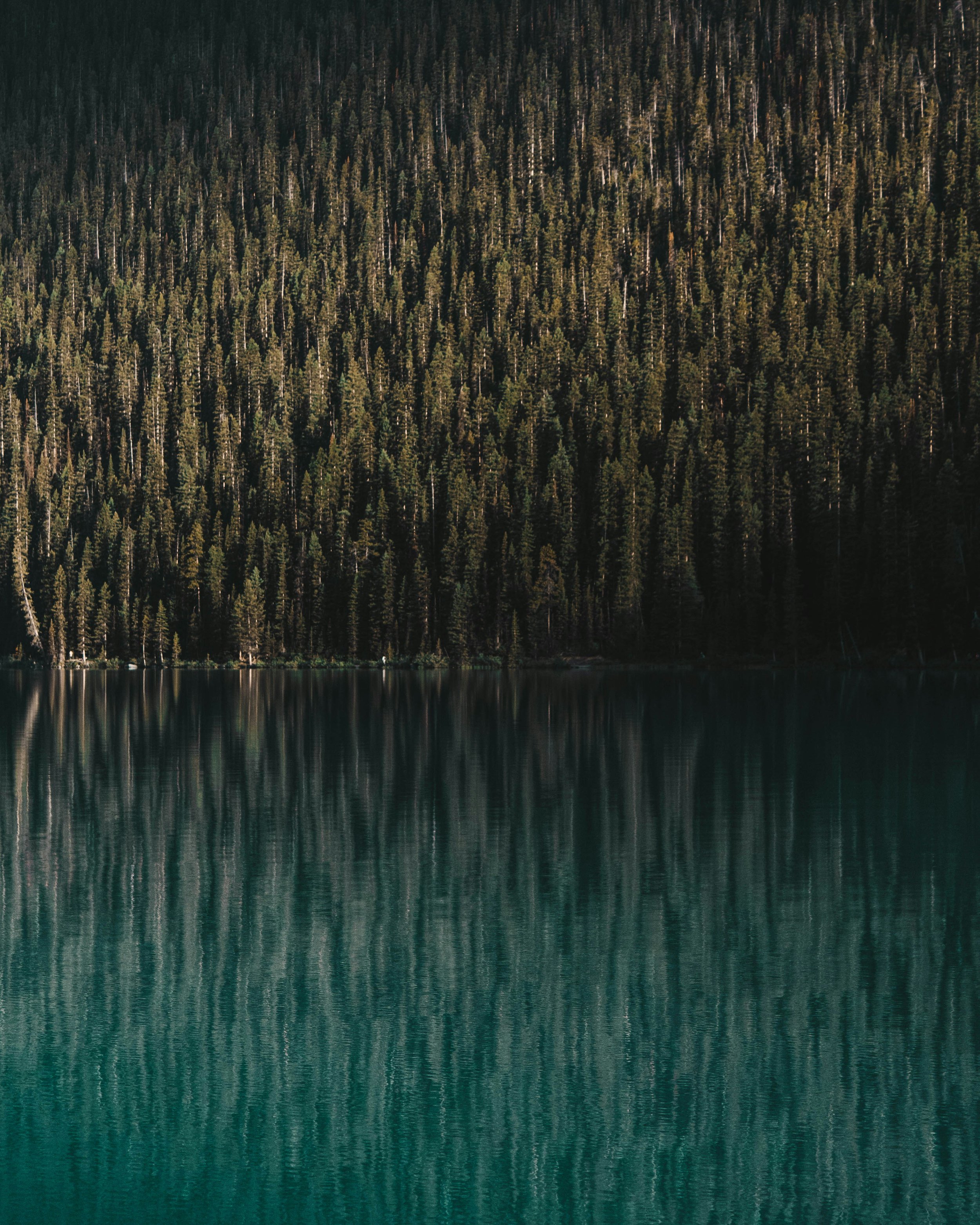 A dense forest of tall evergreen trees on a mountainside with a calm body of water at the bottom, reflecting the trees.