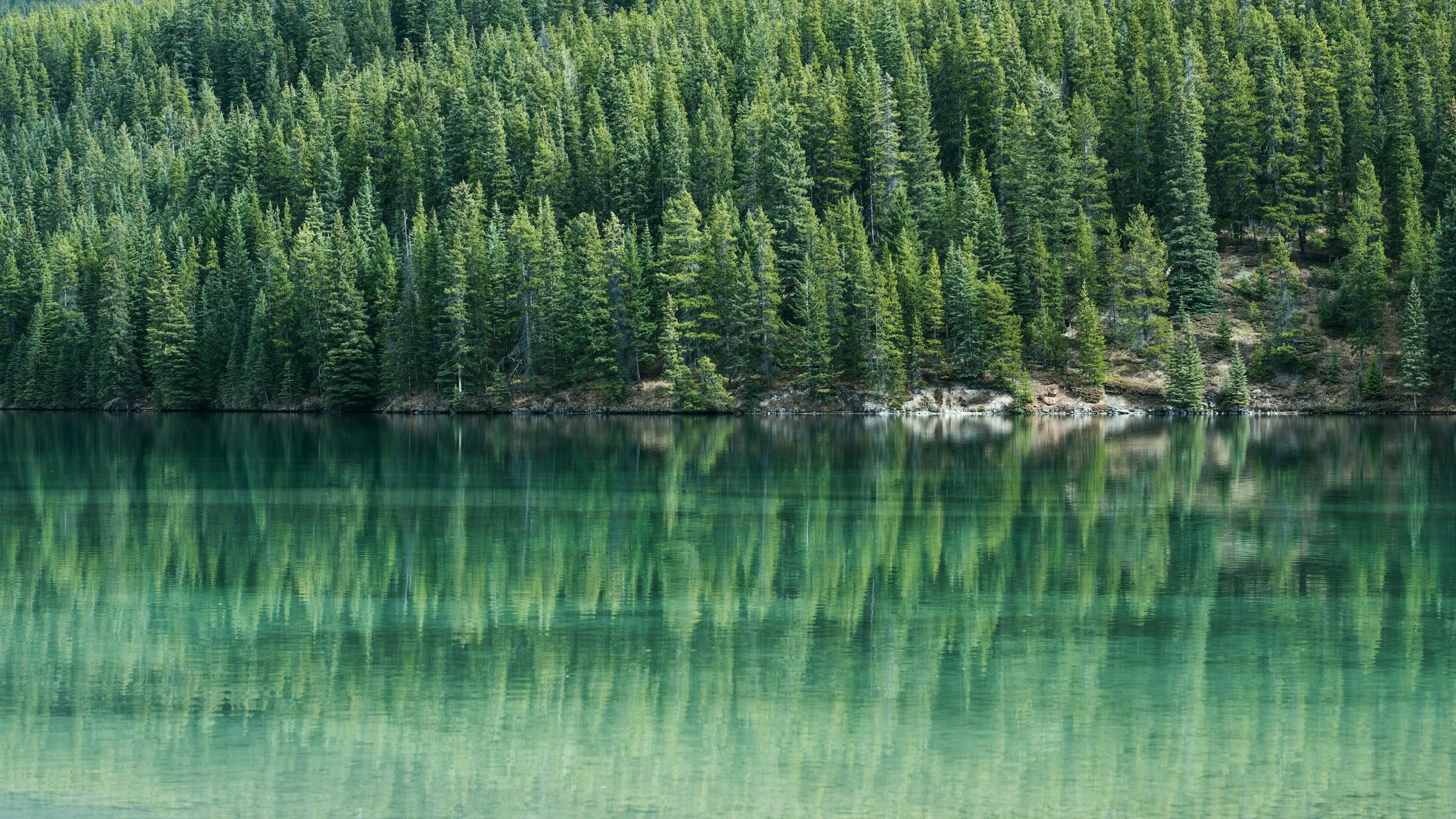 A dense forest of tall green pine trees reflected in the calm water of a lake.