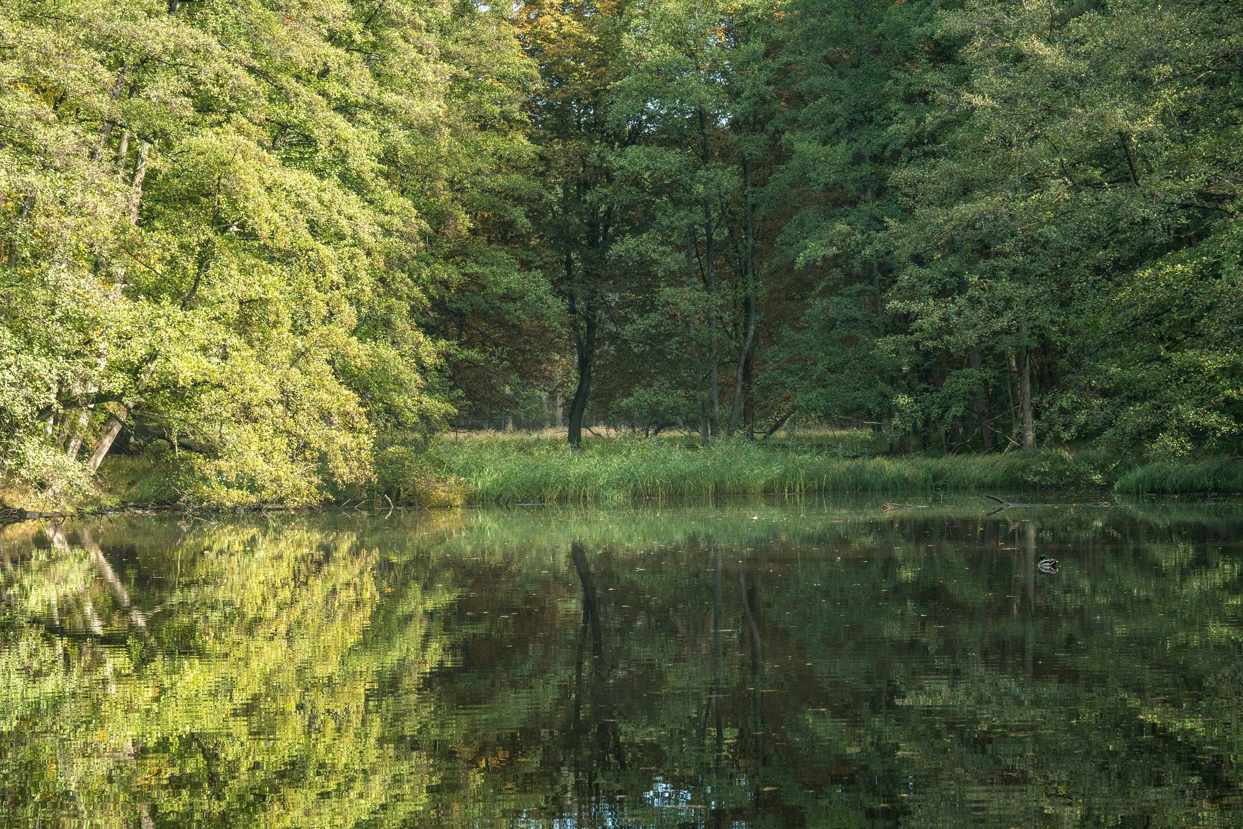 A peaceful river scene surrounded by lush green trees with their reflections in the water.