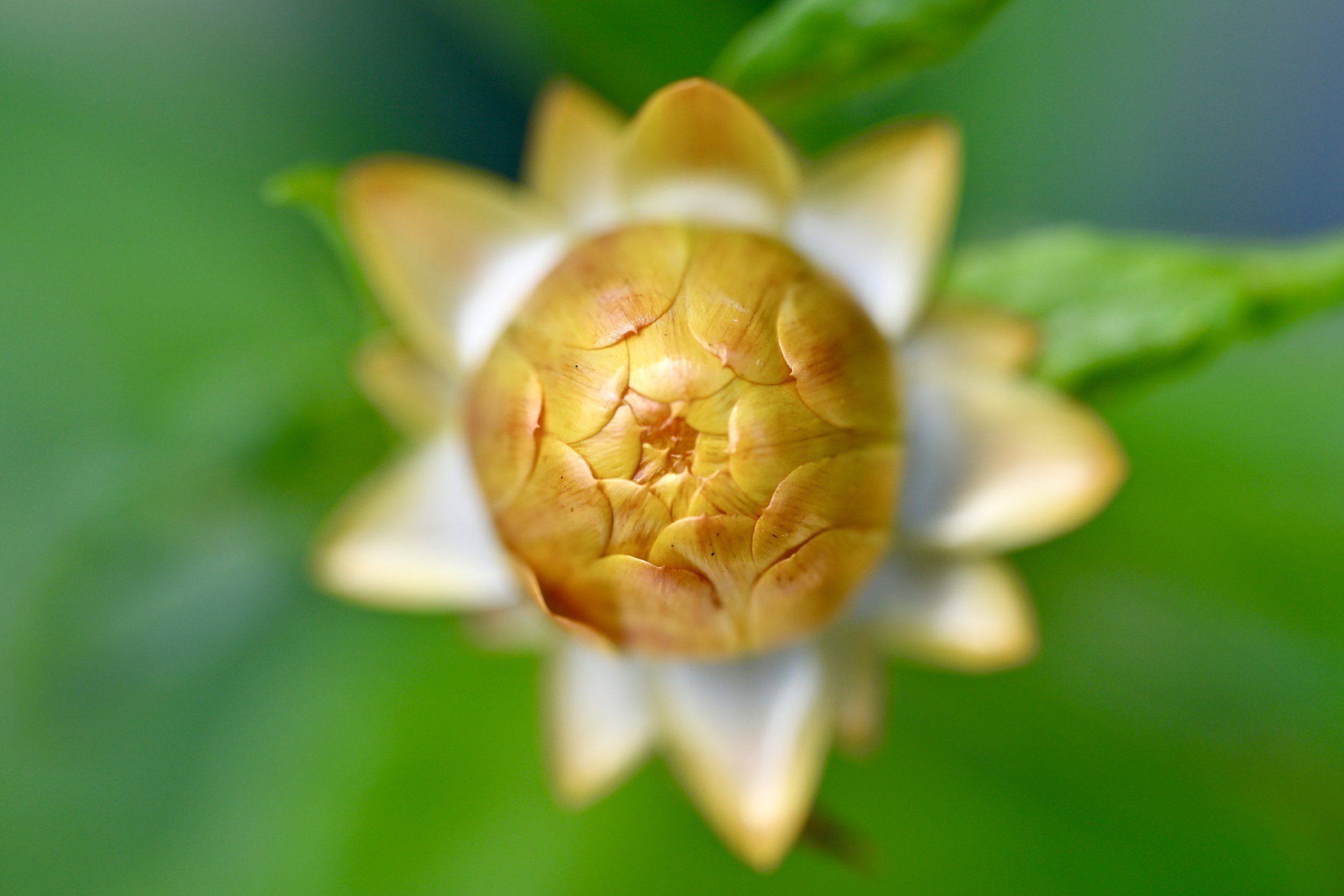 _DEI1024.jpeg
