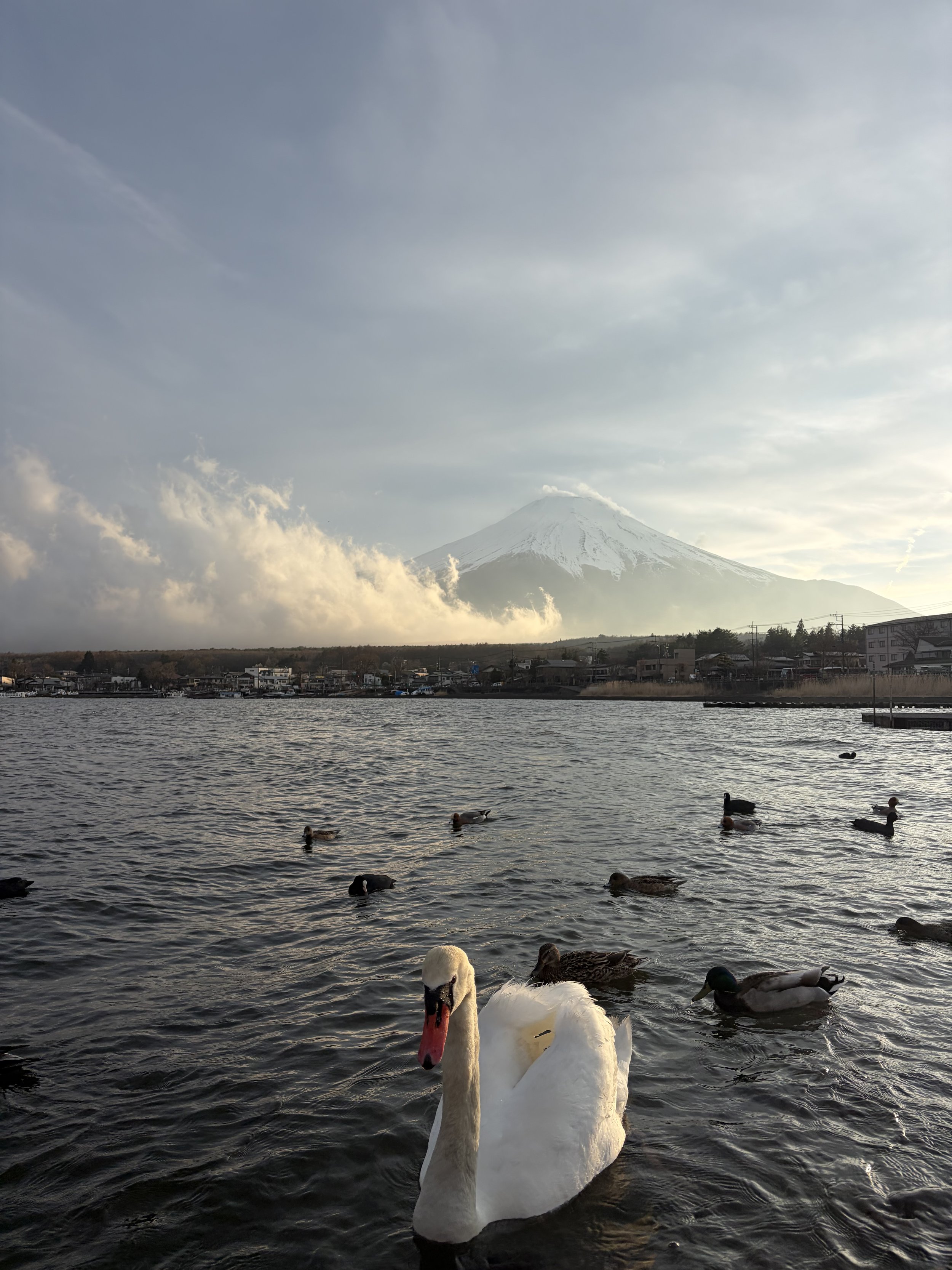 A group of ducks and a swan swimming in a body of water with a town and Mount Fuji in the background, partly covered in snow.