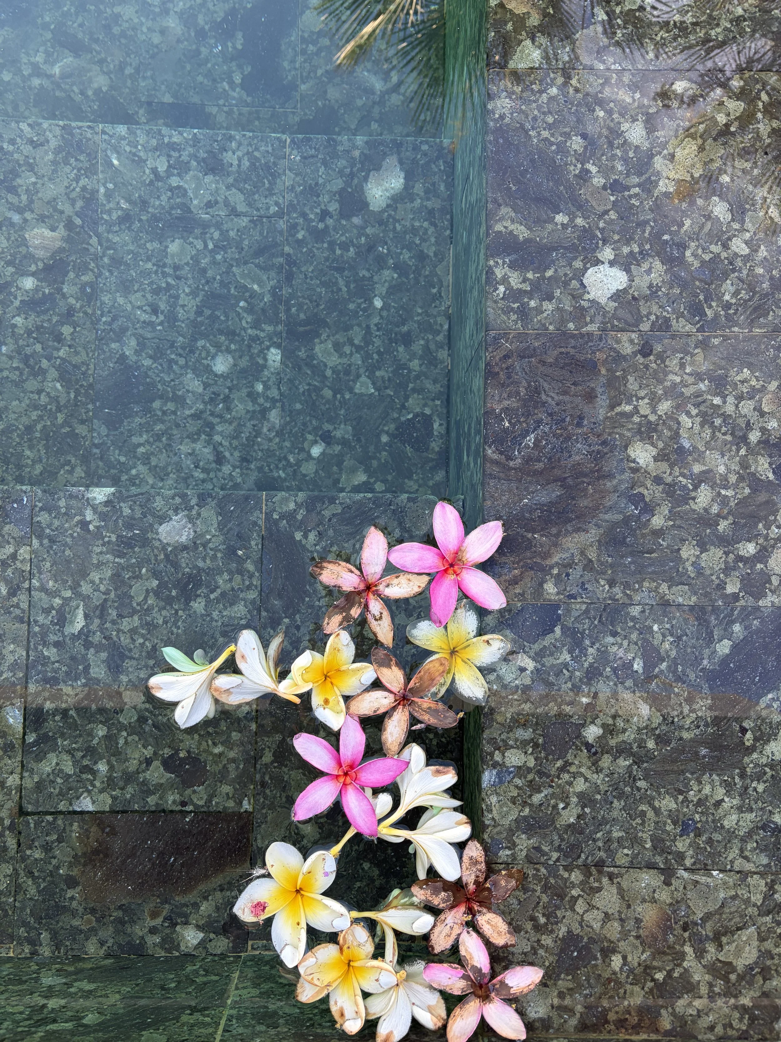 Colorful tropical flowers with pink, yellow, and white petals arranged along the edge of a stone water feature with clear water.