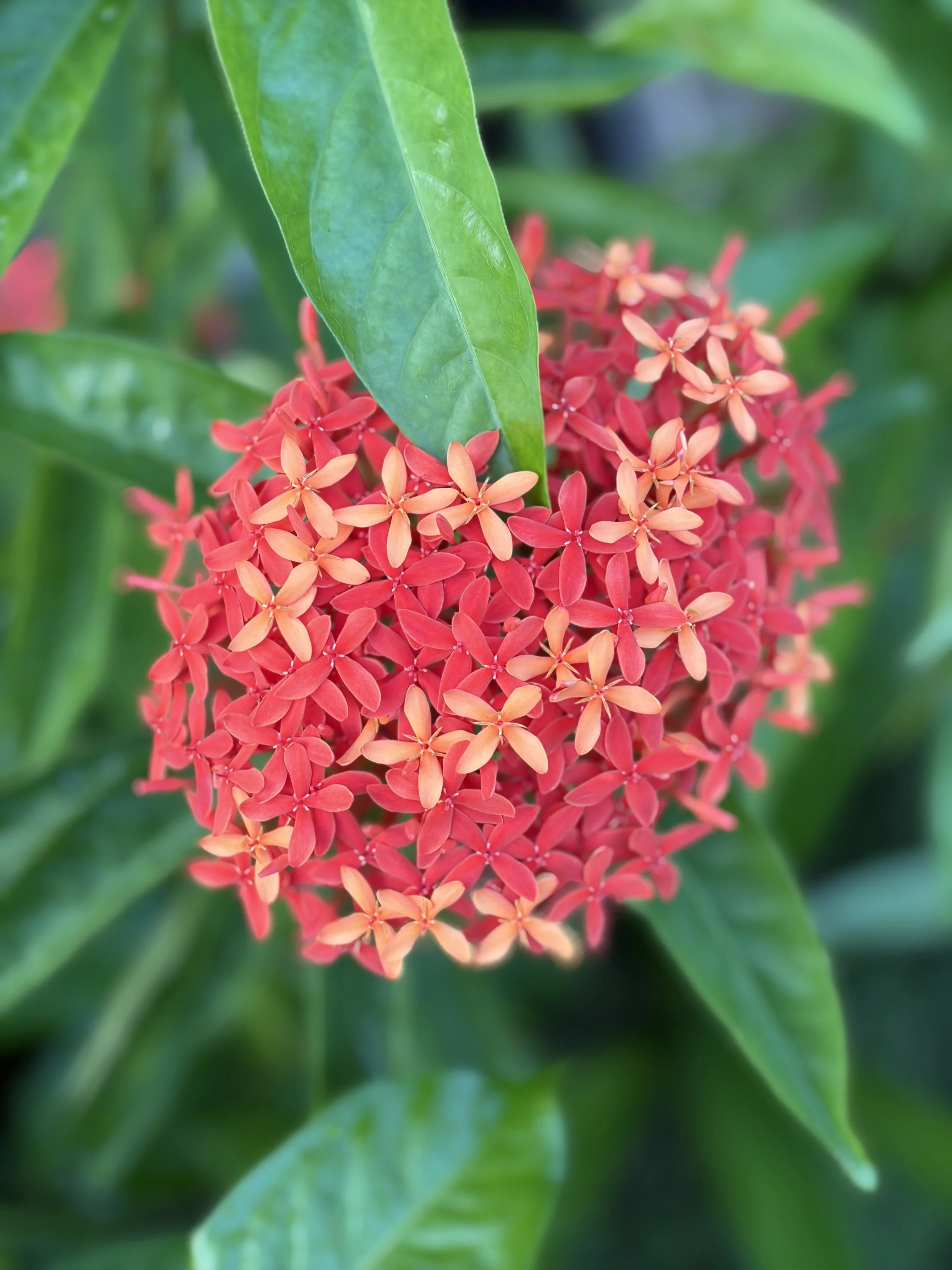 Close-up of a cluster of small, star-shaped orange-pink flowers surrounded by green leaves.