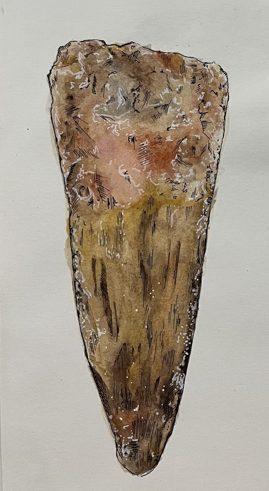 Watercolour and Pen Sketch of Fossilised Tooth