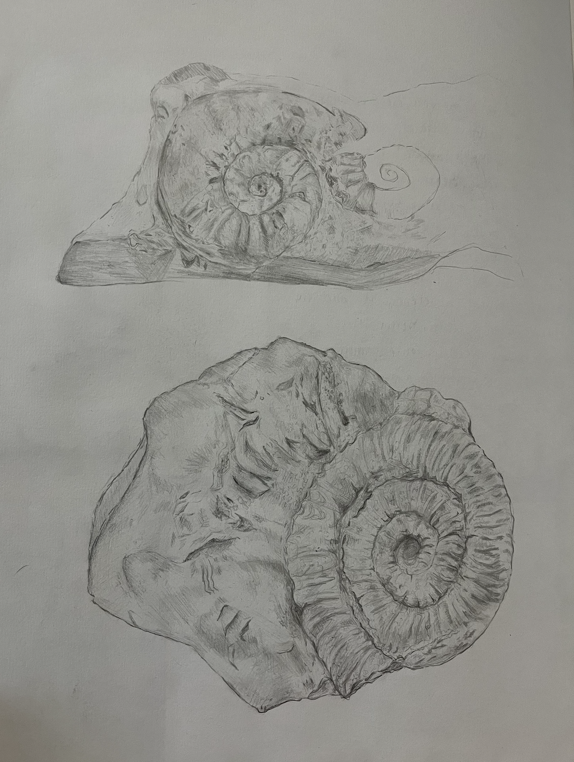 Pencil Sketches of Ammonites 