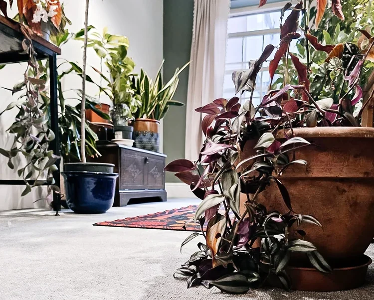 Indoor room with various potted plants, a small wooden cabinet, and a window with curtains.